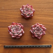 カット苗 ダイヤモンドコロラータ Echeveria 'Diamond Colorata'