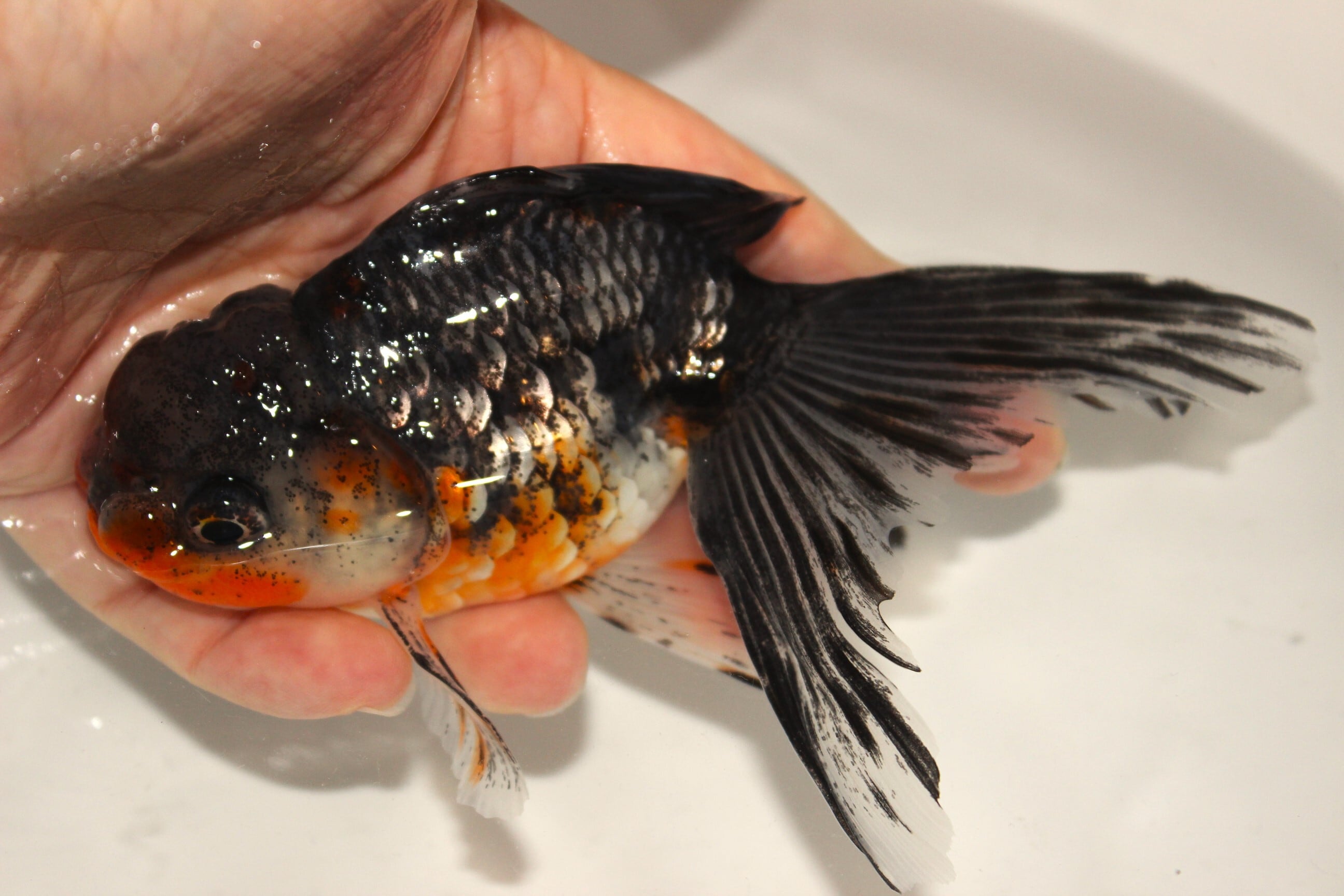 ☆最高級☆ 志村養魚場産 五色江戸錦 2匹 オスメス 約14センチ 金魚 