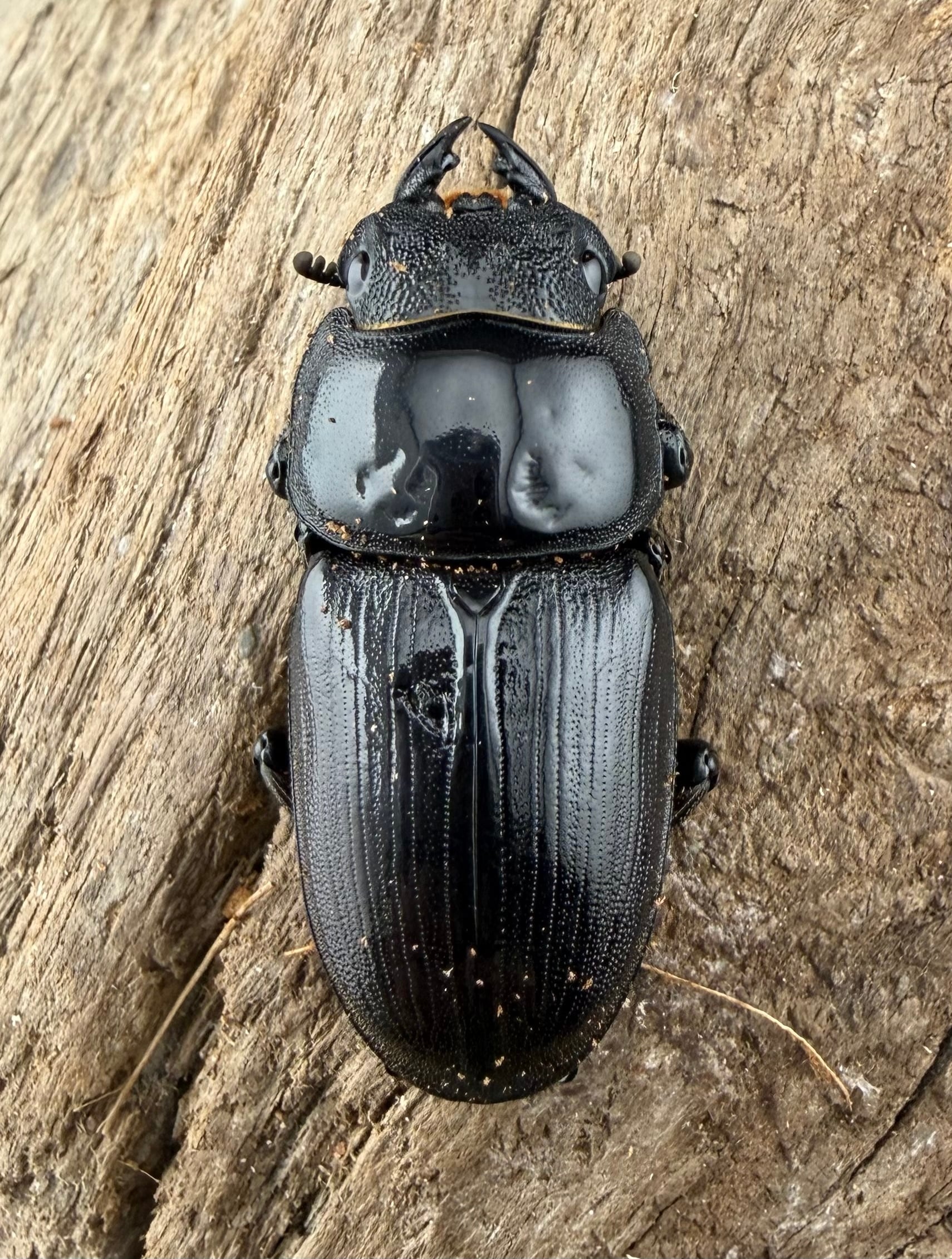 F0】《国産オオクワガタ 茨木市産 64.5mm ♂♀♀トリオ》 | KPW公式