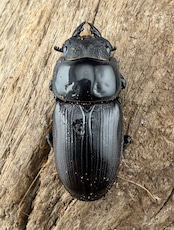 【F0】《国産オオクワガタ 茨木市産 64.5mm ♂♀♀トリオ》