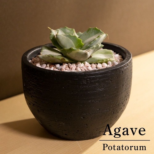 Agave potatorum アガベ 王妃雷神錦 4号 アイスフローリスタ