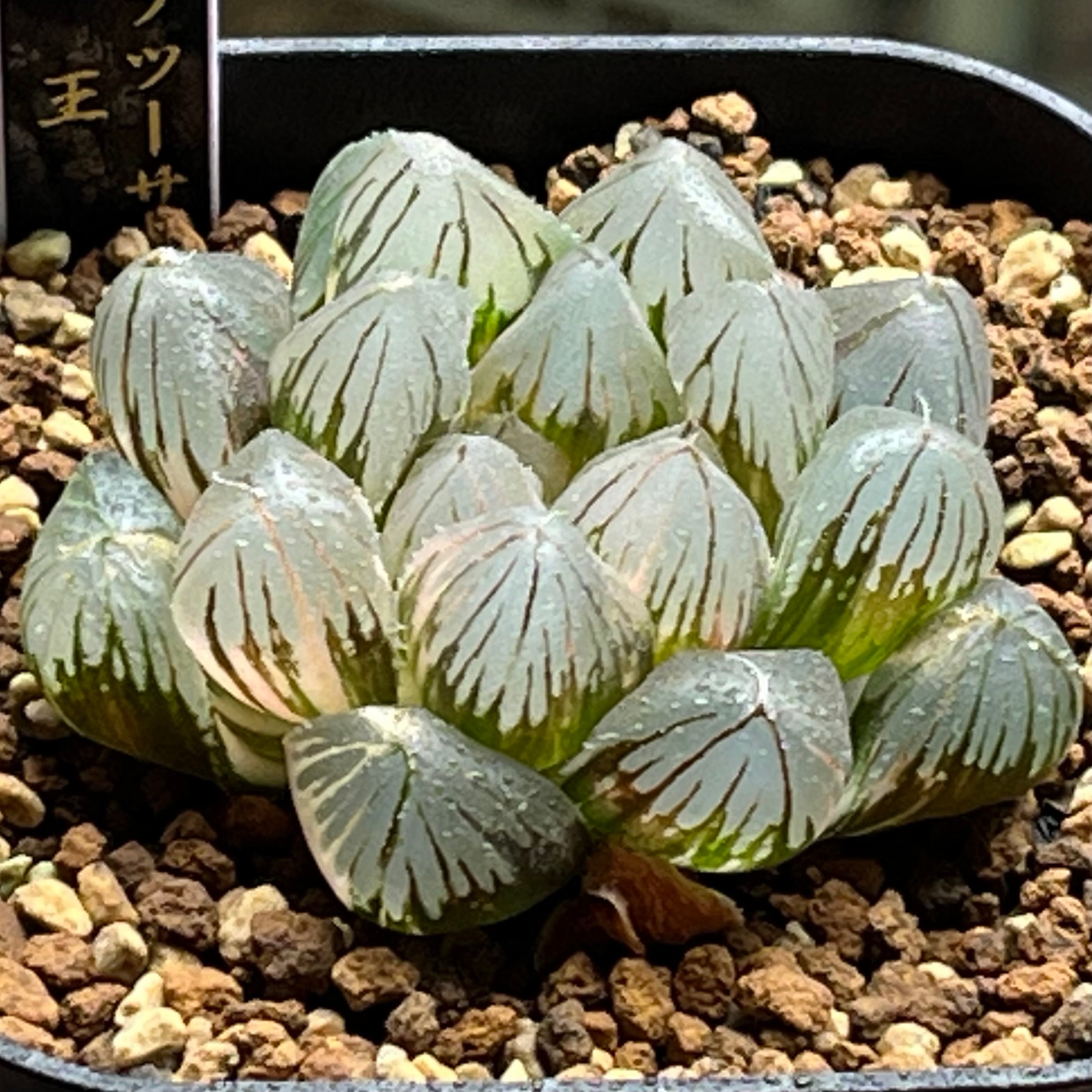 ハオルチア 紫王 オブツーサ錦 | mocono_plants