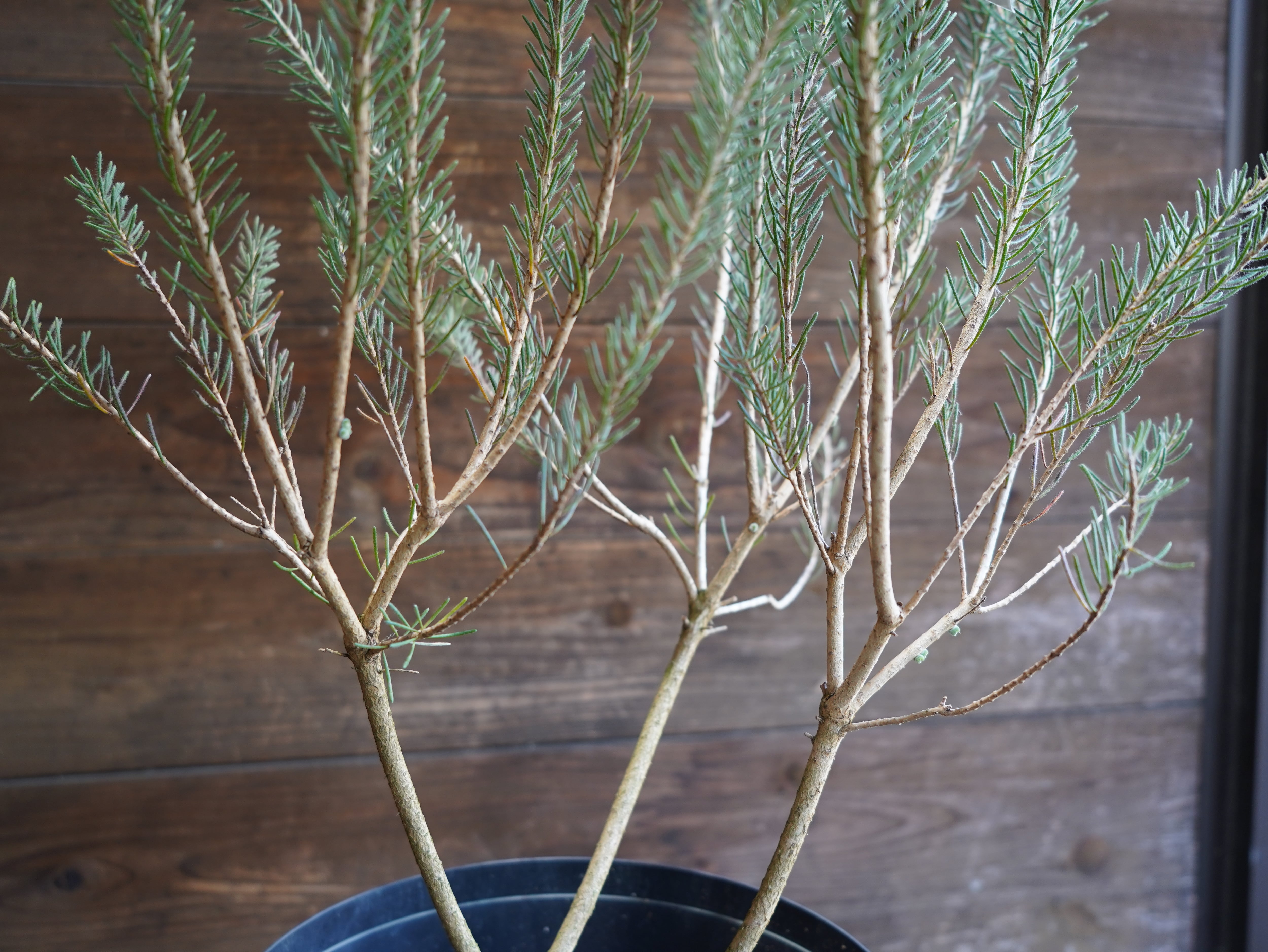 【現物】カロタムス　”ダスティーグレー”