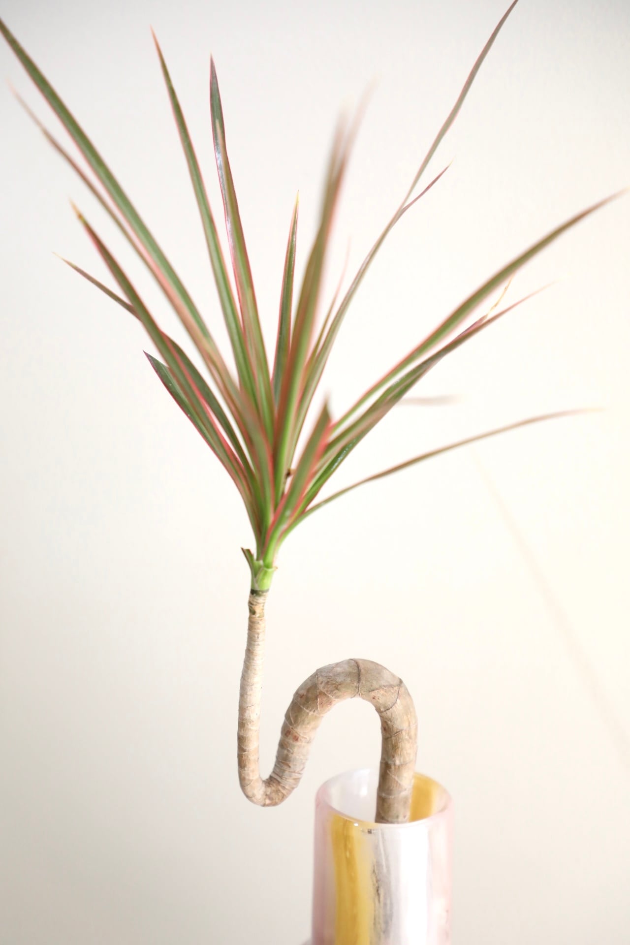 【こだわり樹形】　ドラセナ　コンシンネ　トリカラー　曲がり　陶器鉢　植え込み発送 M】ドラセナ コンシンネ トリカラー/ハイドロ仕立て ※フラワー