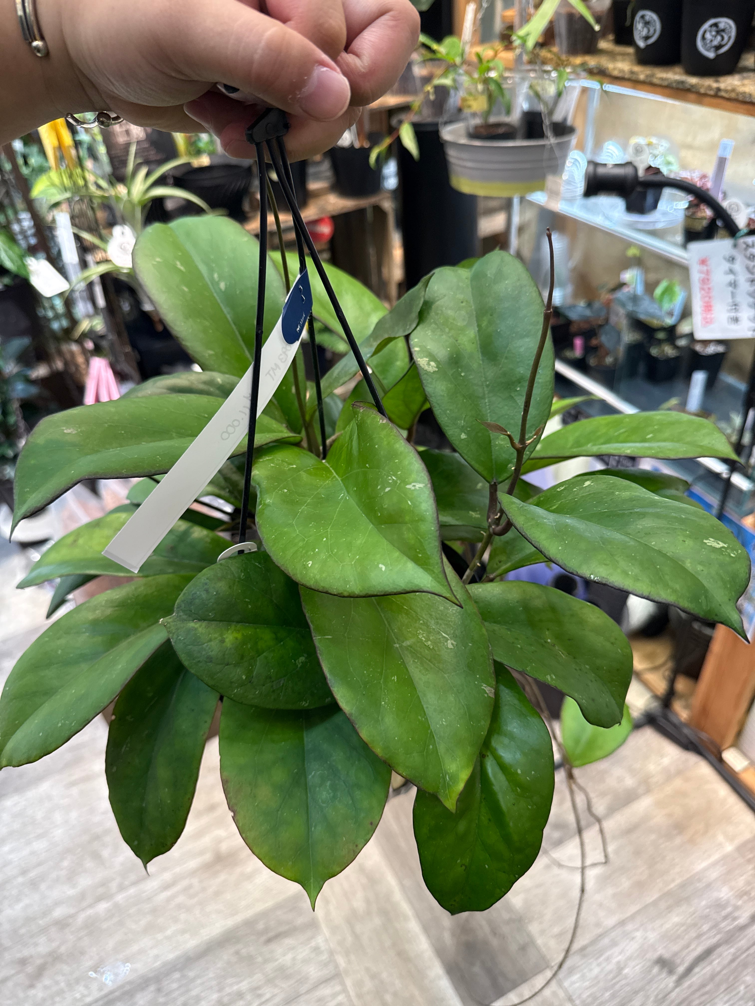 ホヤ AH093MT 'Black Edge' | Gardenえん 【観葉熱帯植物】