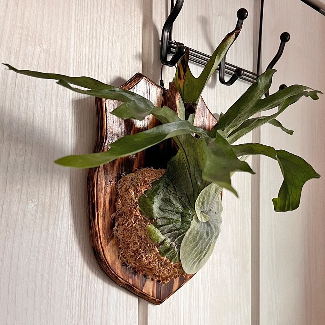 ビカクシダ グランデ 板付 【観葉植物 壁掛け コウモリラン