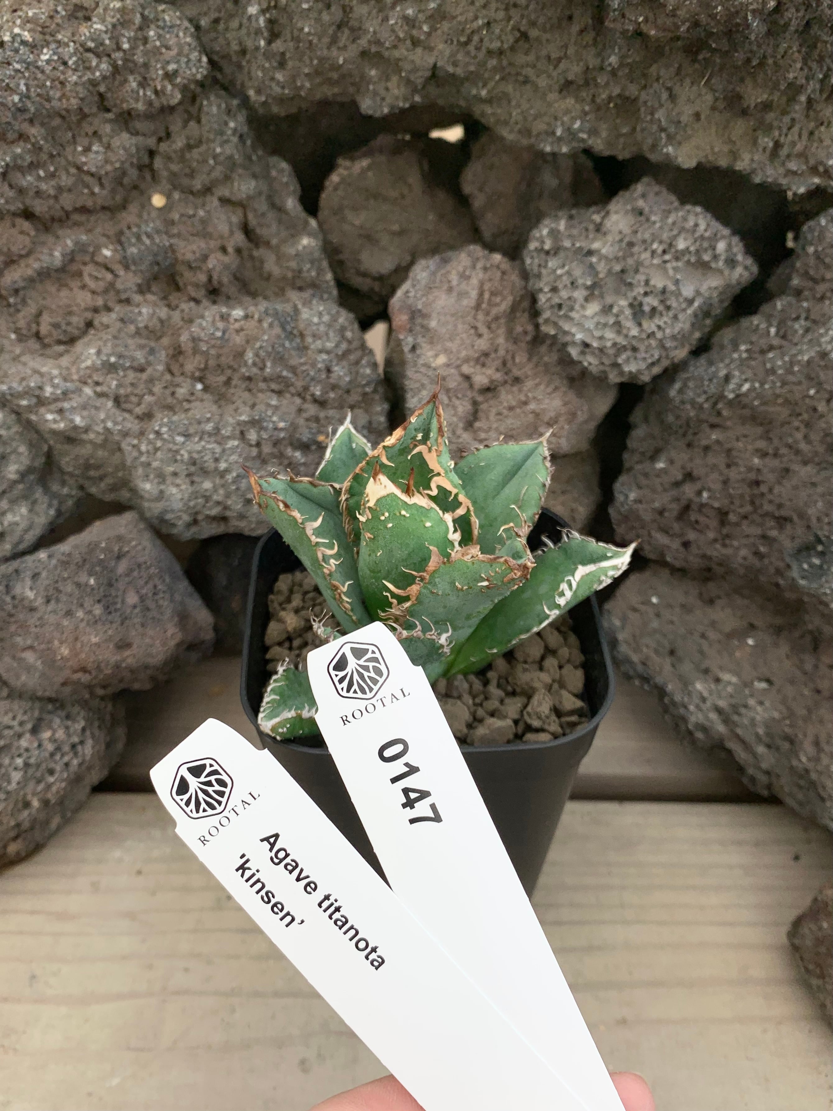 F00104_【XDT0009】xDyctia (Dyckia 'Arizona' x Hechtia glomerata