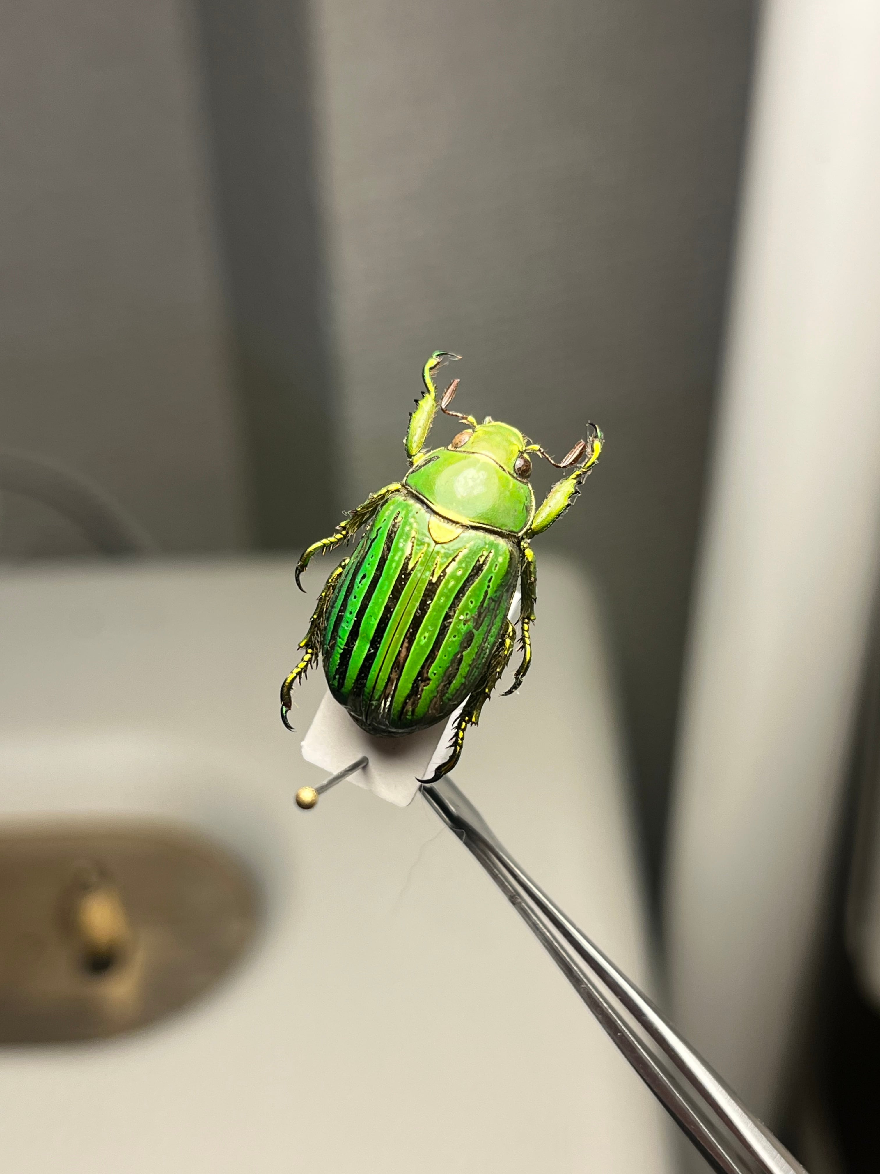 白金鶯黄金】キンセスジウグイスコガネ グロリオーサウグイスコガネ