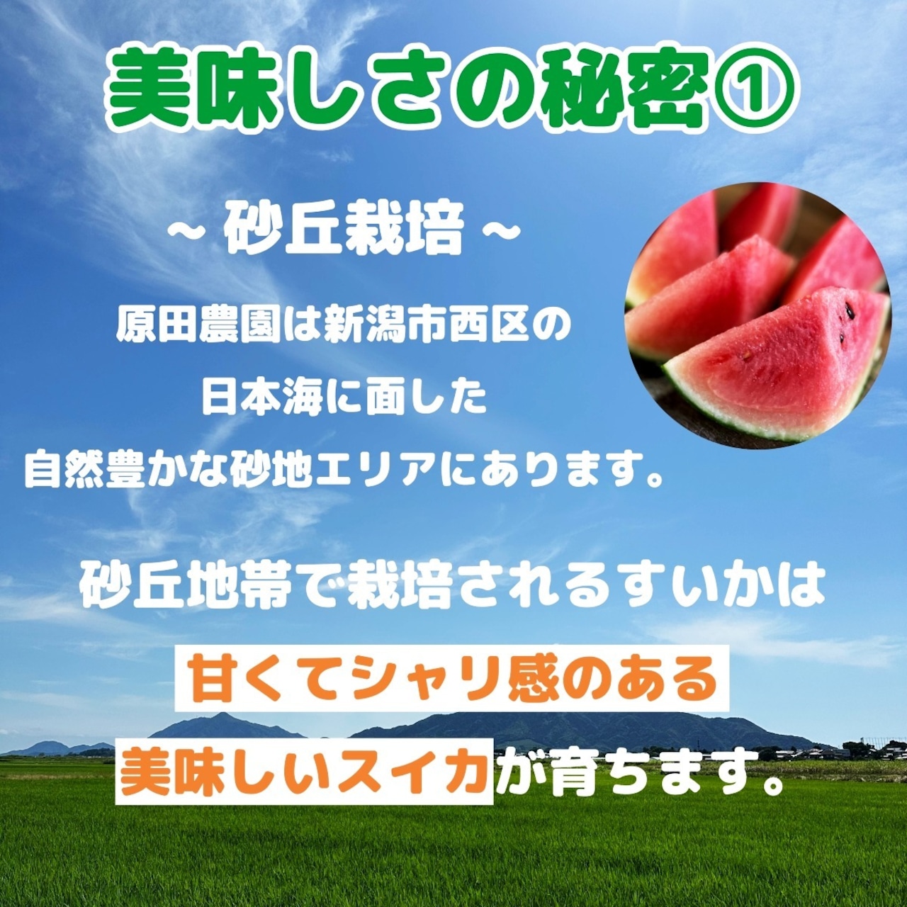 新潟県産 原田農園 小玉スイカ 姫甘泉 1.2kg 前後 4玉入り 新潟産 数量限定 送料無料 お中元 御中元 ギフト プレゼント スイカ すいか 西瓜 甘い あまい 糖度13度以上 暑さ対策 食べ物 果物 贈り物 贈答 お取り寄せ 産地直送 新潟県