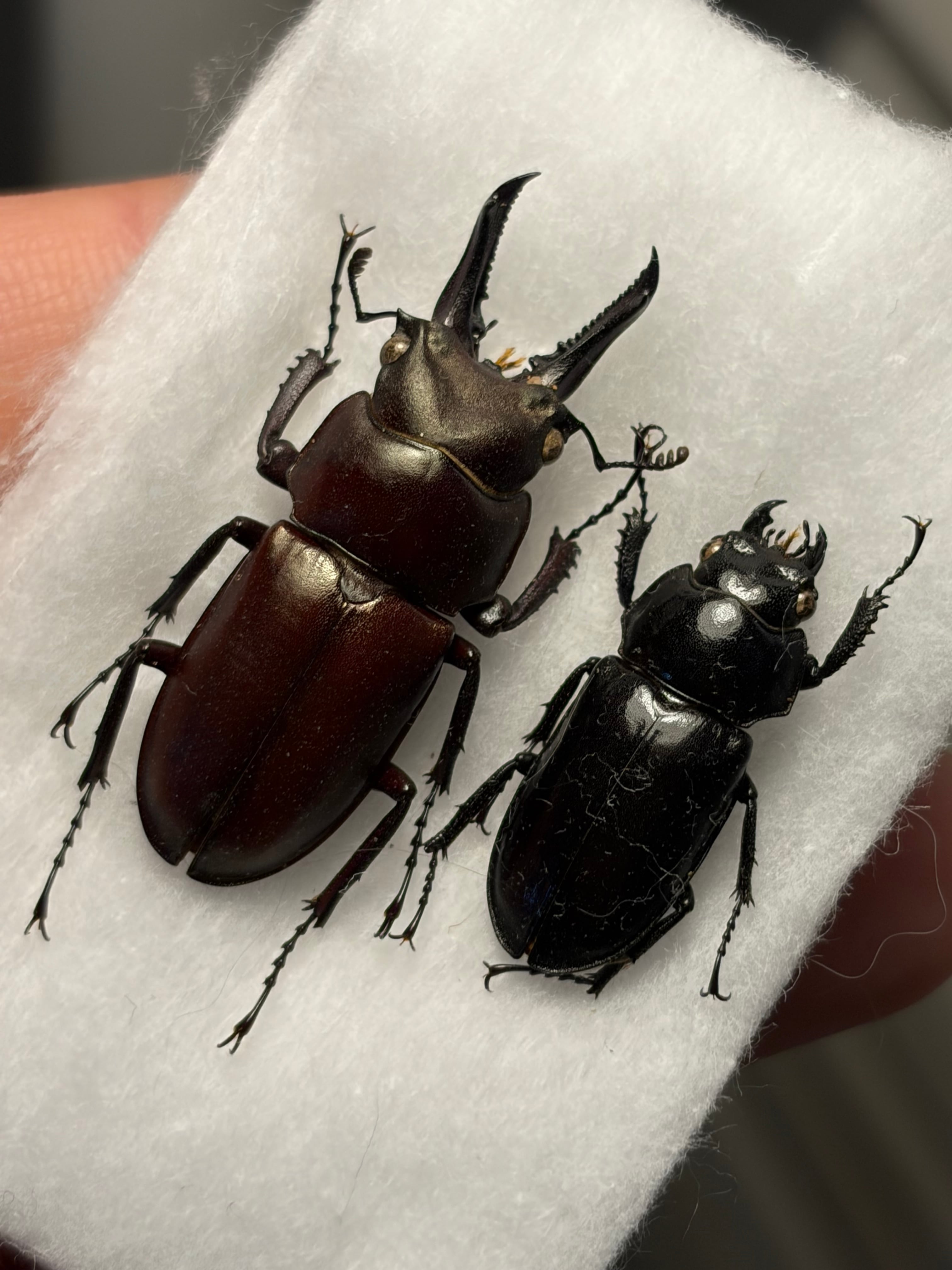 ペア】Prismognathus dauricus キンオニクワガタ 規制前採取 標本