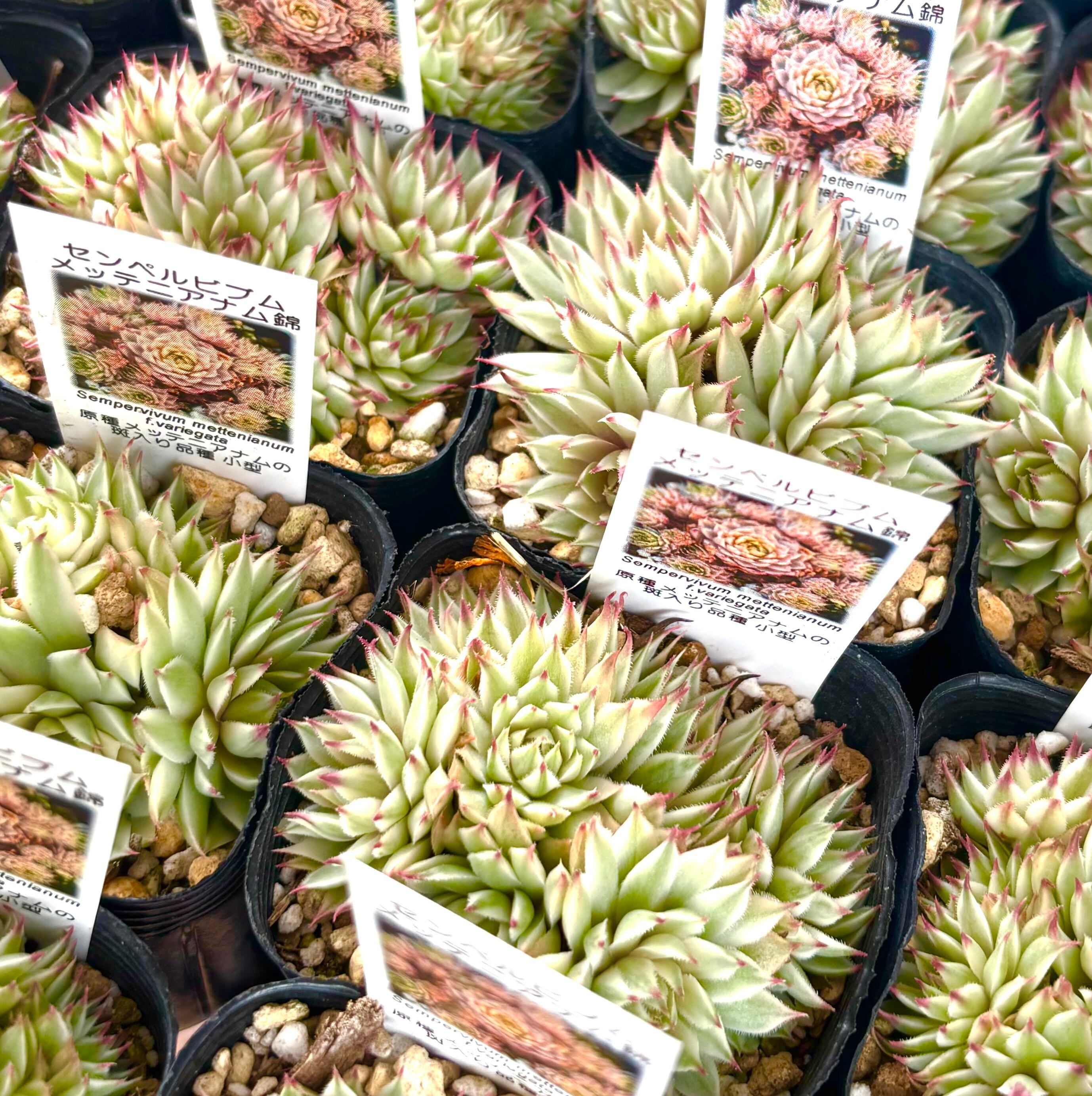 しじみ蝶錦 多肉植物 | aruru