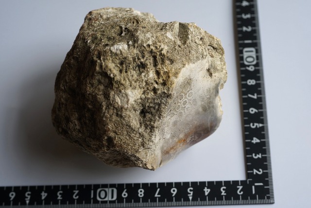 アゲタイズド・コーラル　Agatazed Coral