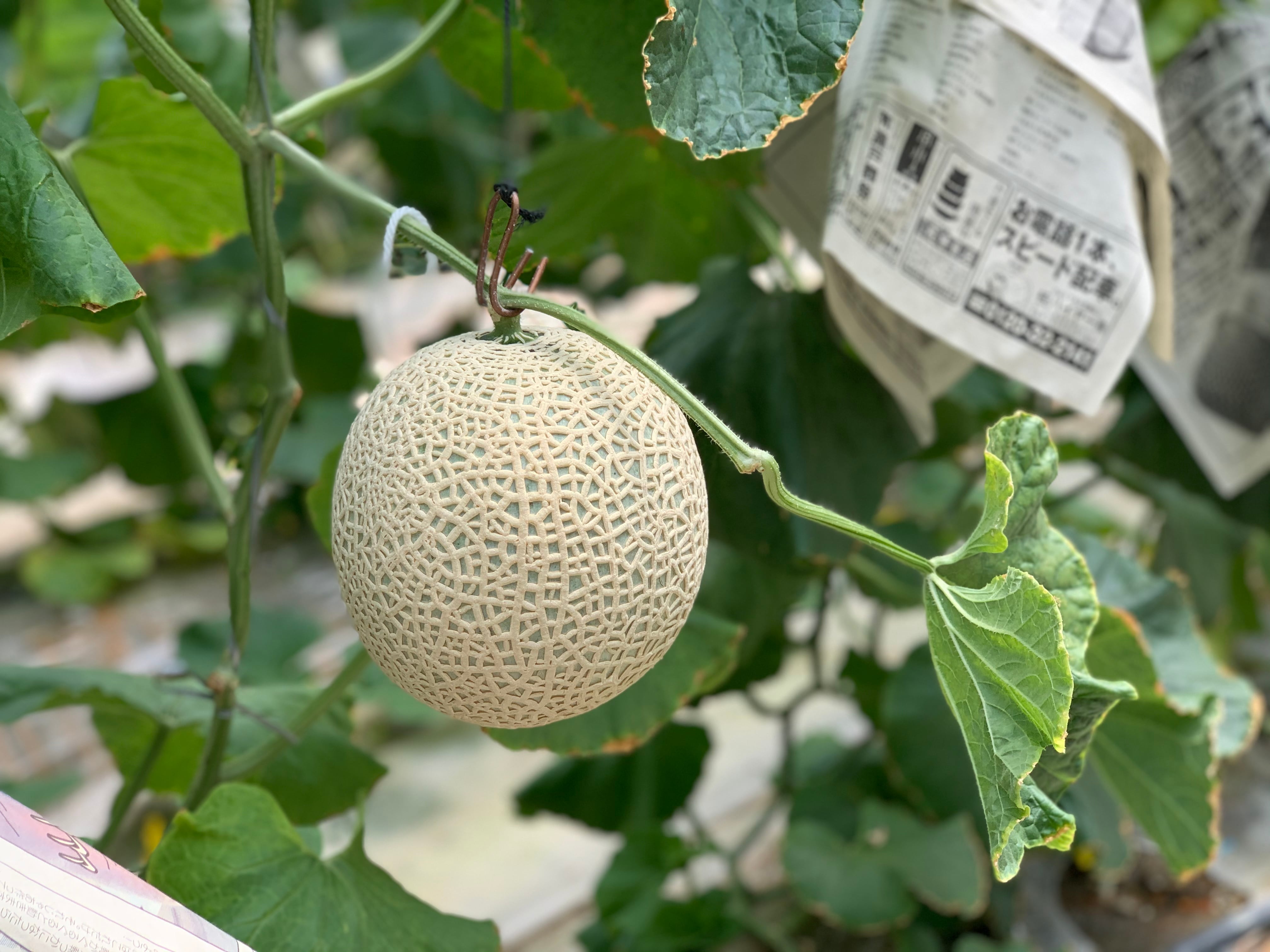 メロン① 000000002360_1_i3pSuil.jpg