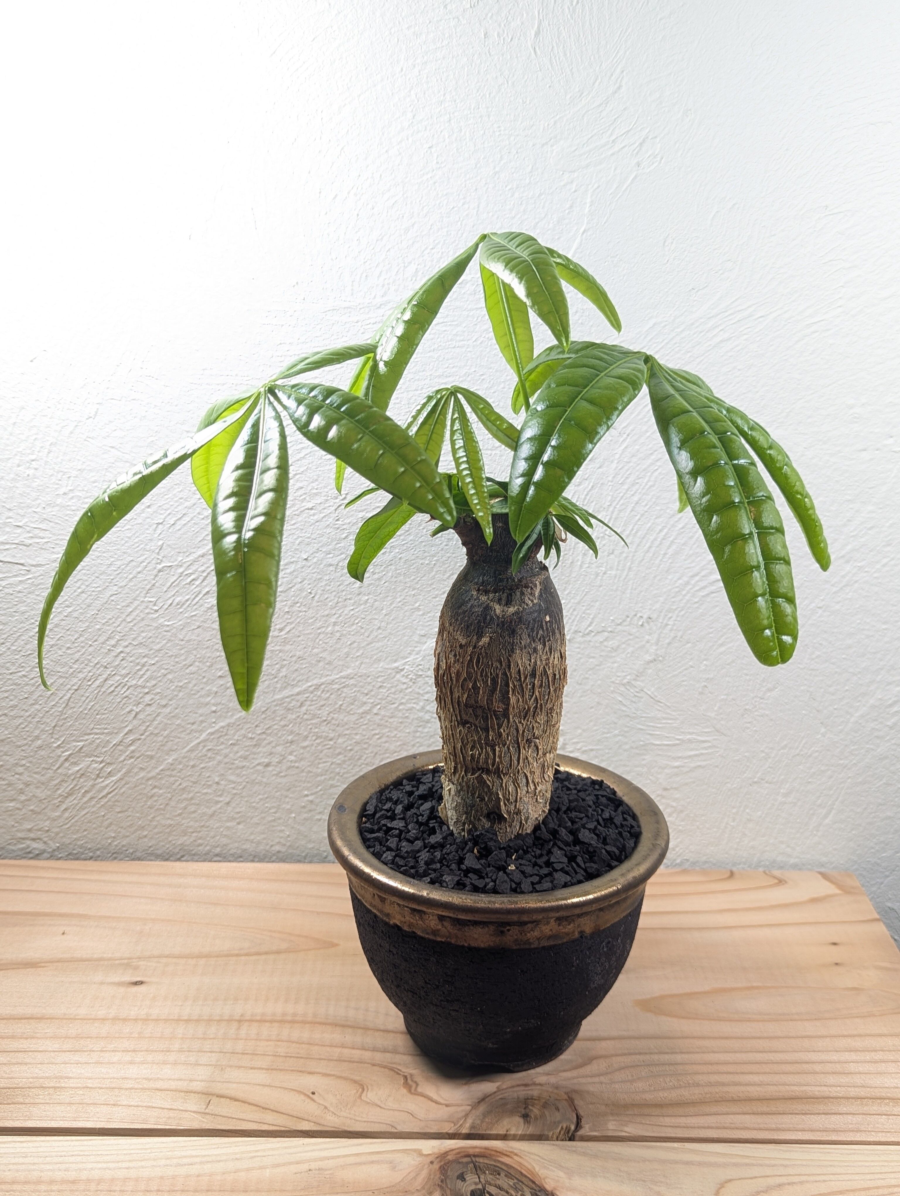 ♪実生株♪ パキラ・グラブラ 斑入り | GREEN Road 植物と