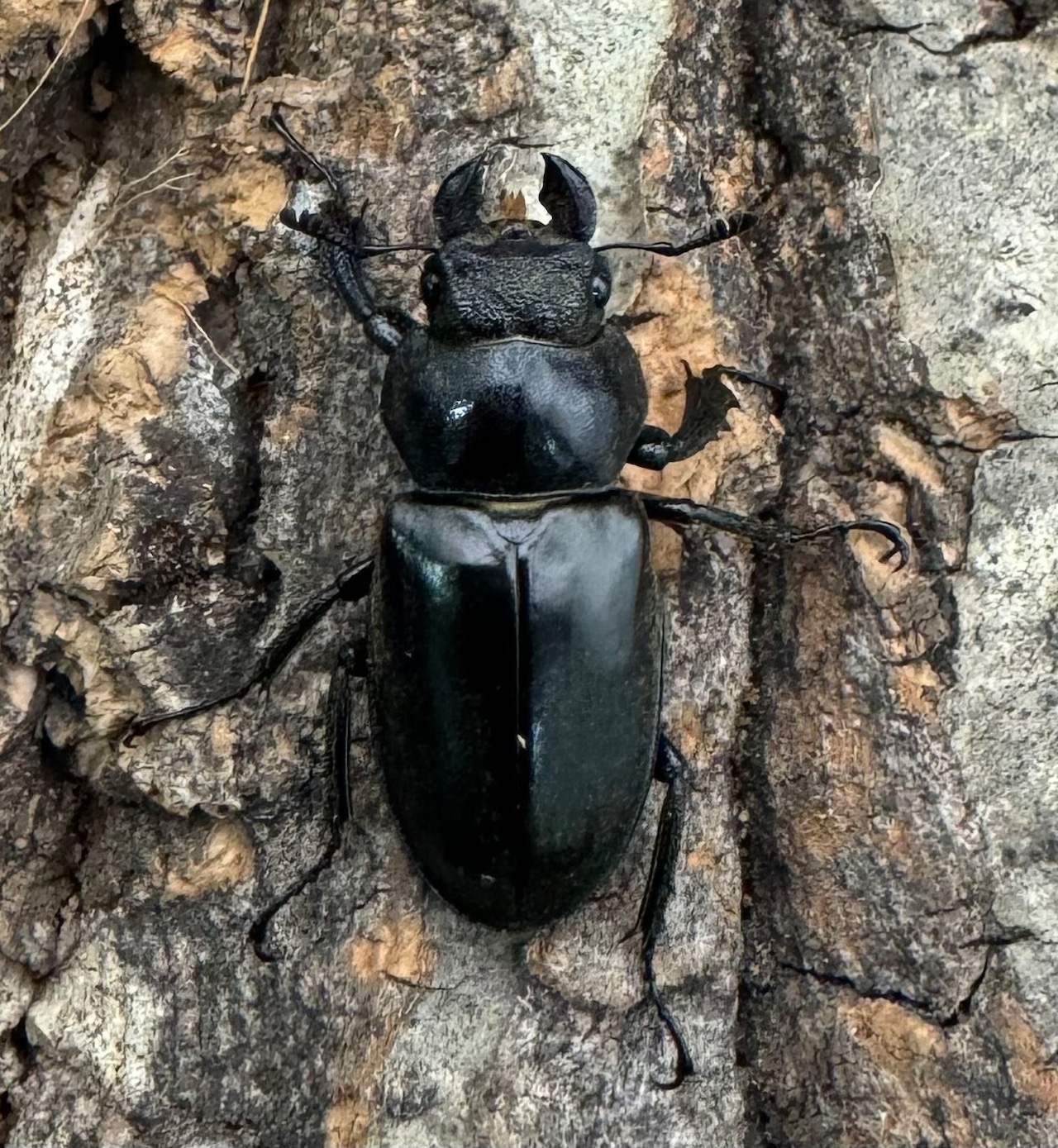 【WD】《リューエイミヤマ(リュウイェーミヤマ) Free ♀単》