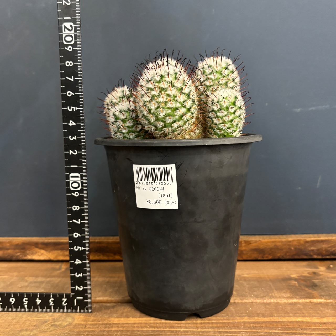 マミラリア　ペレスデラロサエ　群生【764】