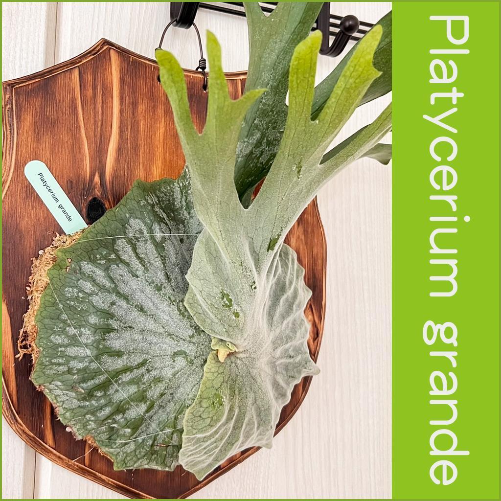 ビカクシダ グランデ 板付 【観葉植物 壁掛け コウモリラン】 | PAY ID