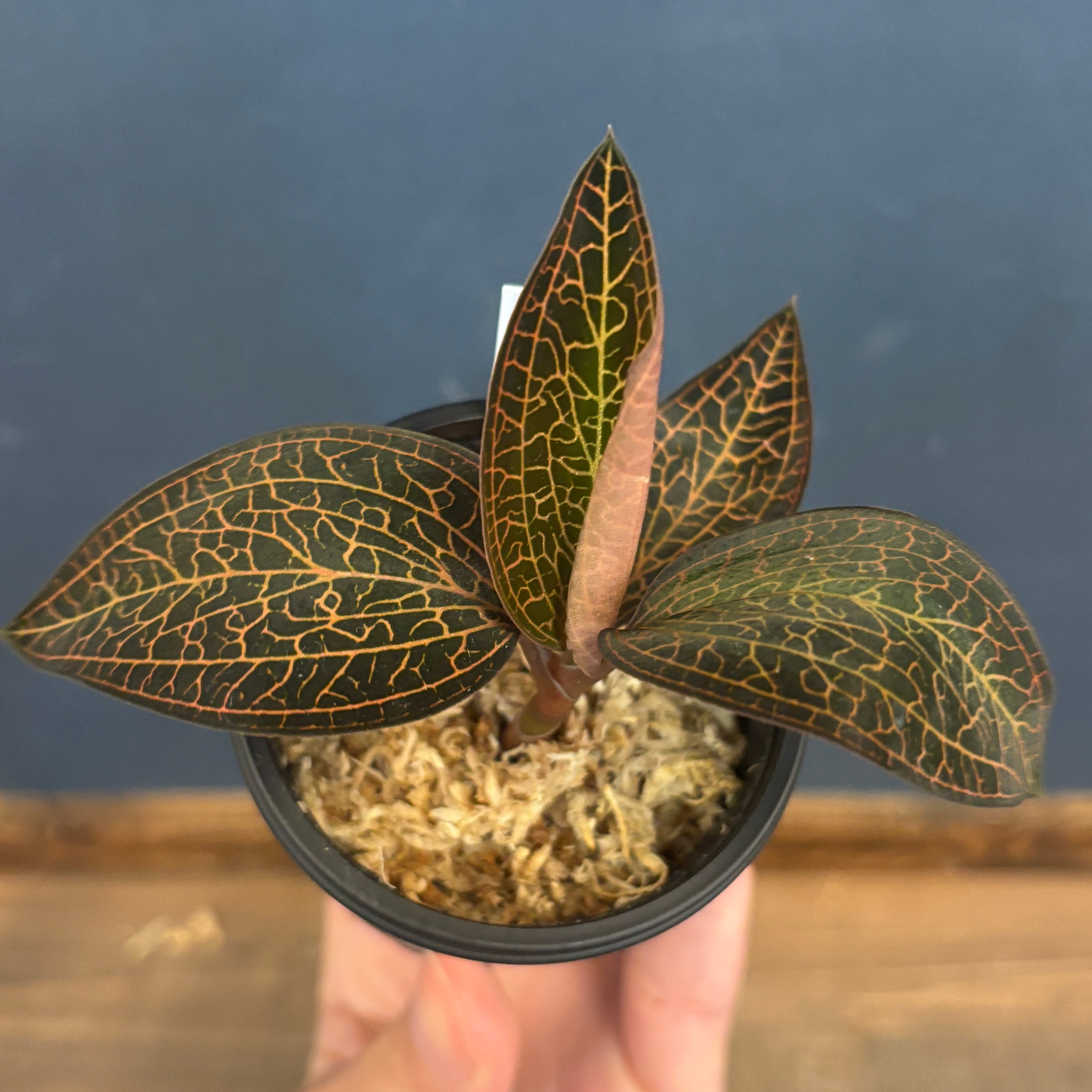 ジュエルオーキッド ルドキルス【63】 | PROTOLEAF プロトリーフ