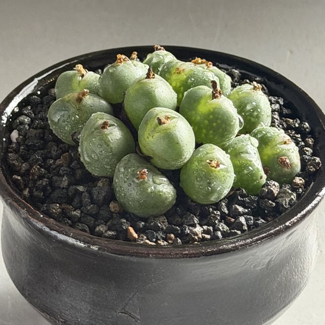 コノフィツム・ウビフォルメクラルム Conophytum uviforme | RY-ST