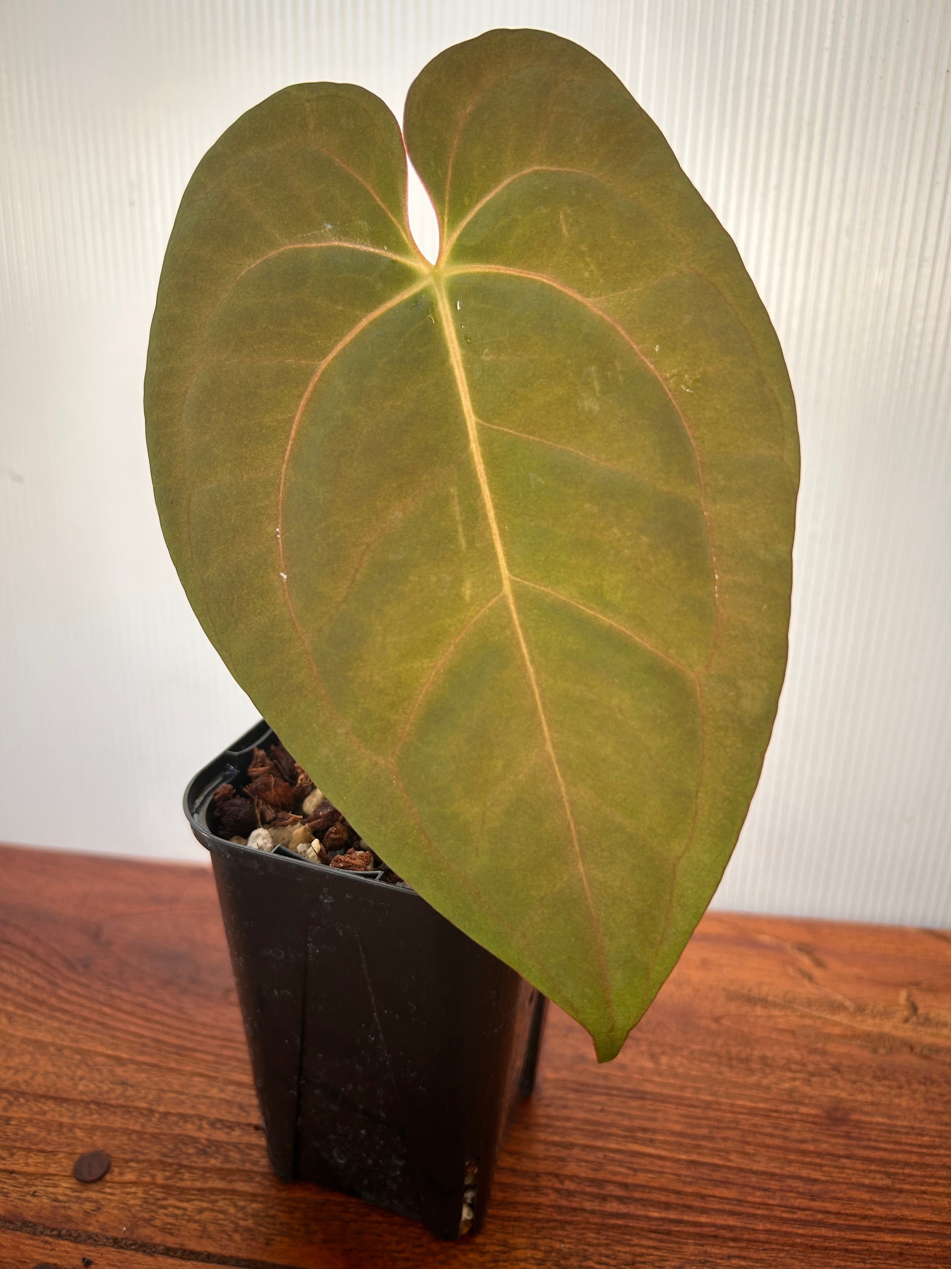 Anthurium | BA PLants