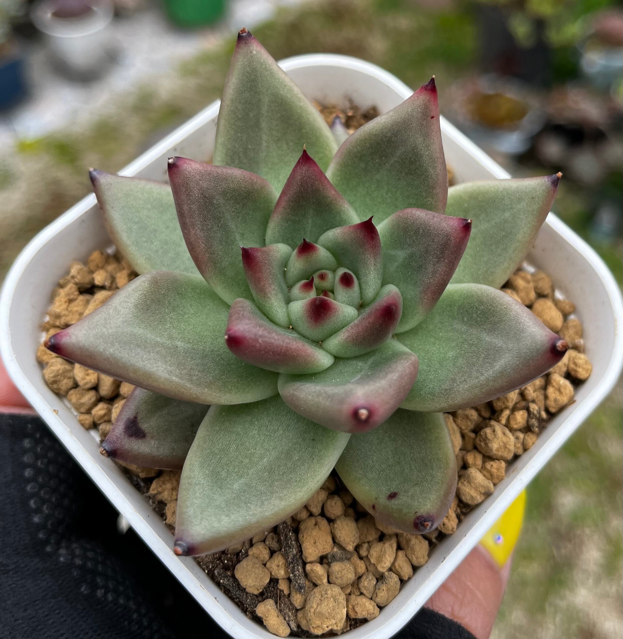 956df3243d0a562090c1bbc511f728  