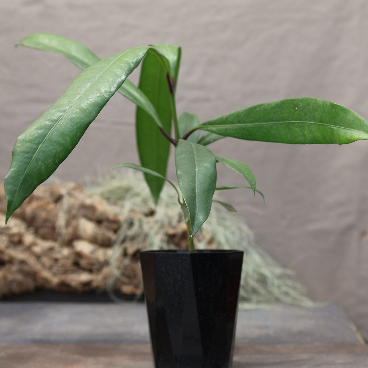 190『キヤニモモ』タマゴノキ＿観葉植物【送料無料】 | MARX PLANTS