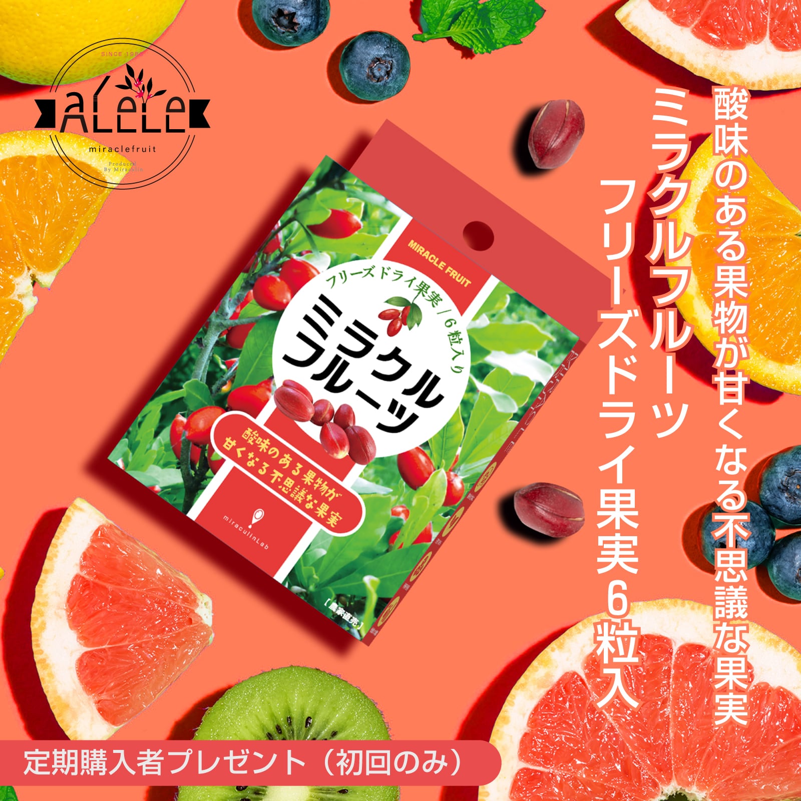 ト*ノ様 ミラクルフルーツ　酸味を甘味に変える 熱帯果樹 つぼみ付 生育年数約1 定期購入【7月1日～順次発送開始！】10%OFF＋初回ミラクルフルーツ