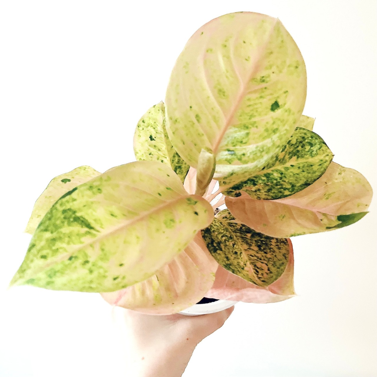 アグラオネマ トリカラー 観葉植物 calm cafe