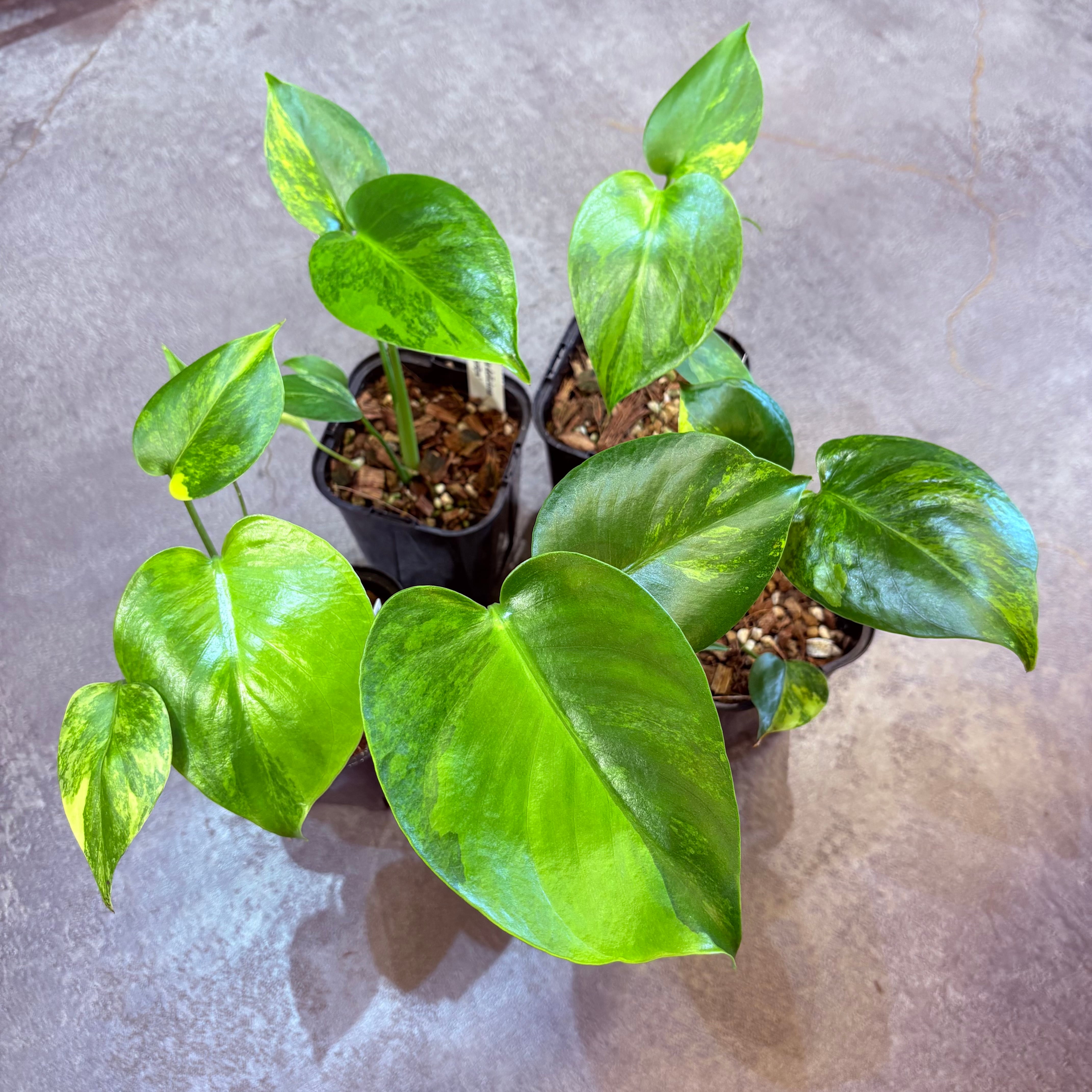 モンステラ デリシオーサ イエローマリリン 3.5号 | Green Vibes