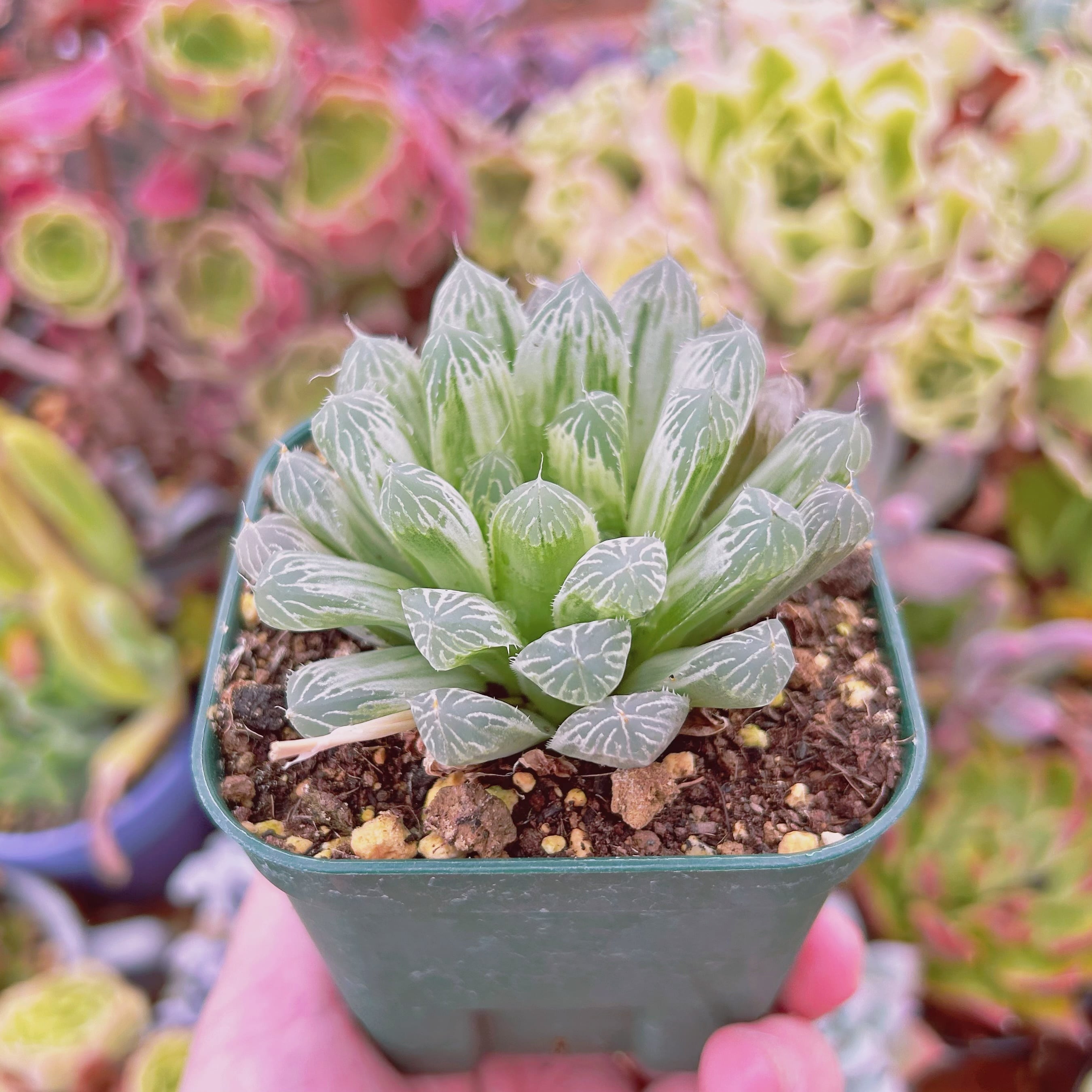 現物 多肉植物 玉露錦 抜き苗 | るる農園~多肉植物専門