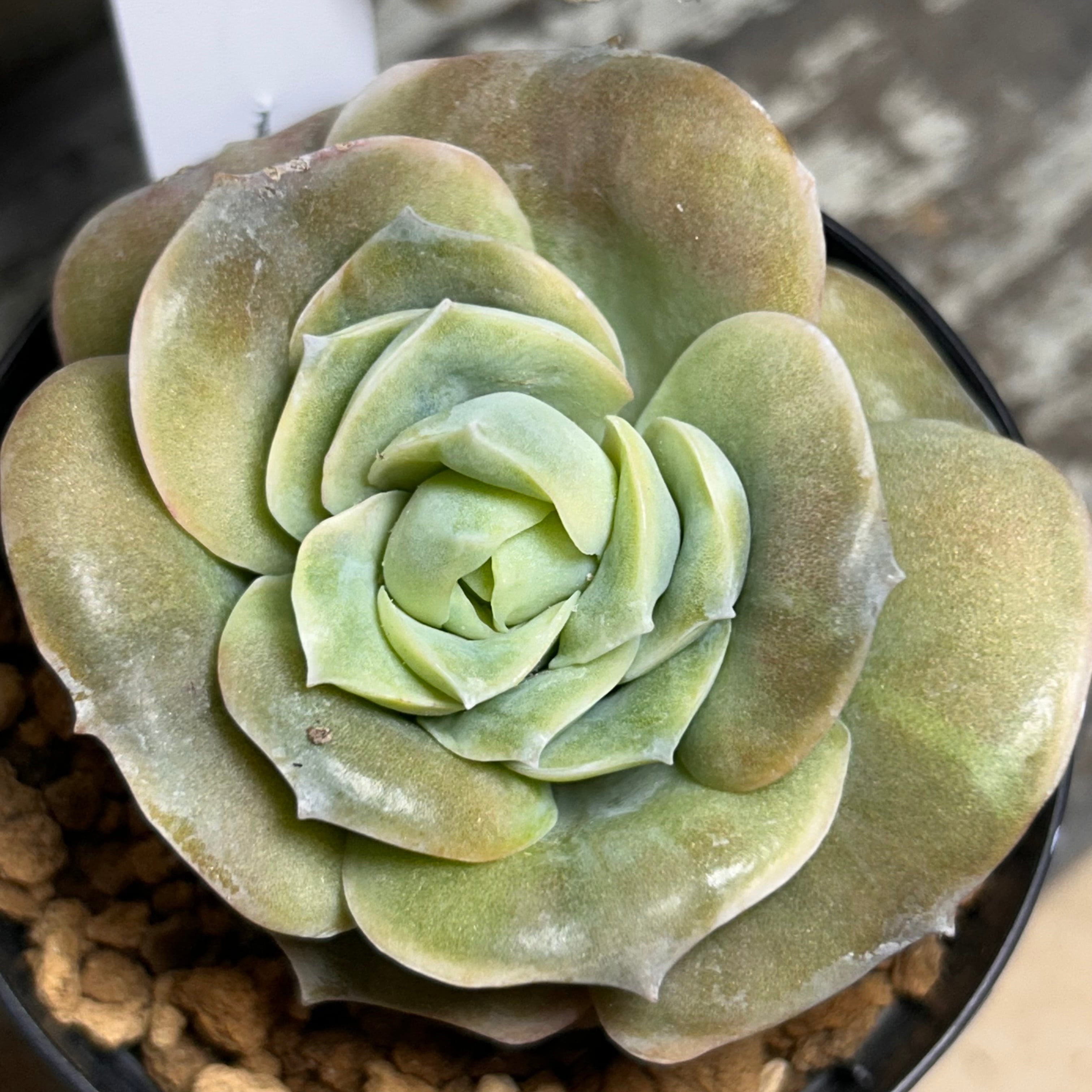 マーブルネックレス（斑入りグリーンネックレス） | RuPo 多肉植物専門店