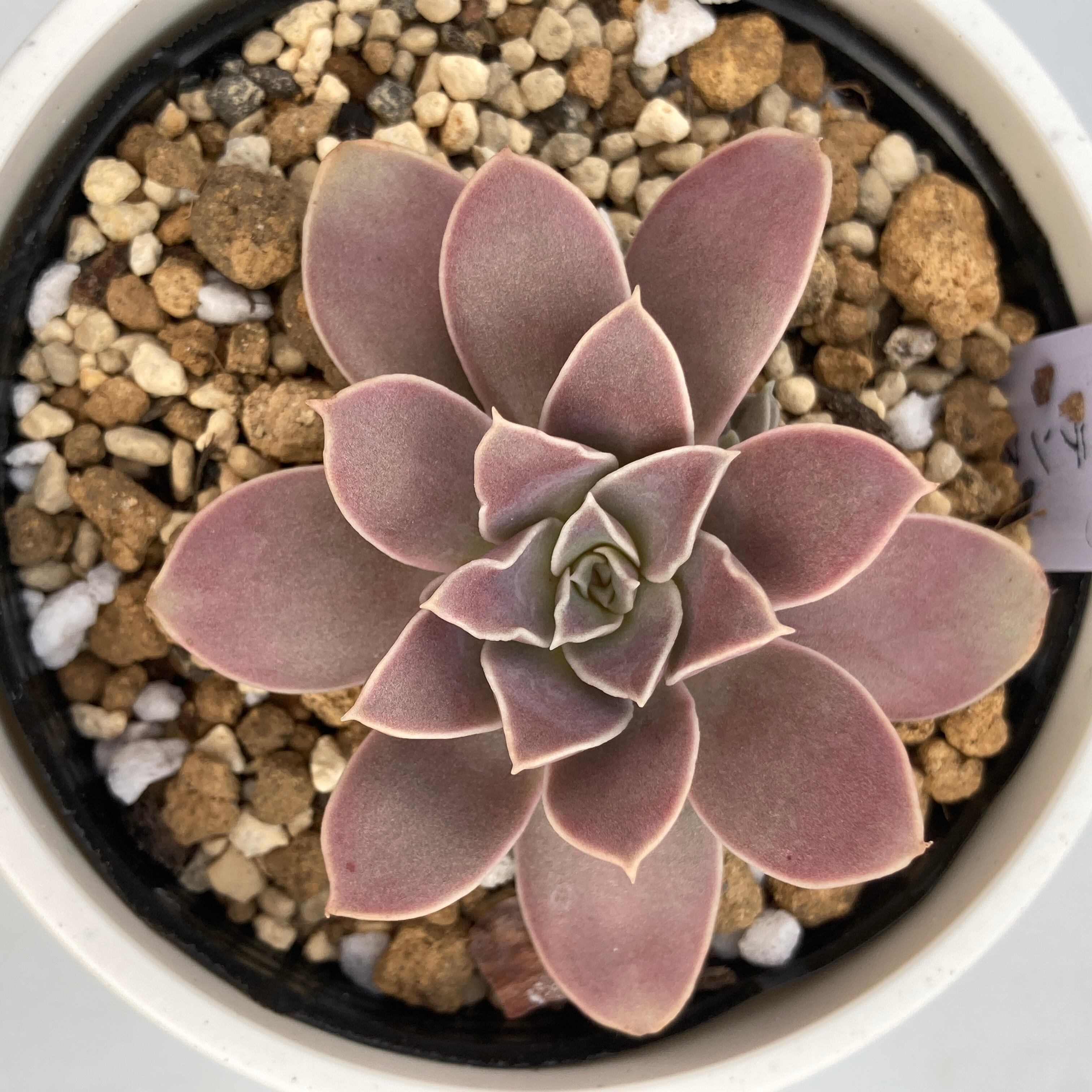貴重 原種エケベリア The genus Echeveria 現物商品】Echeveria diffractens 輸入苗 | 多肉植物研究所