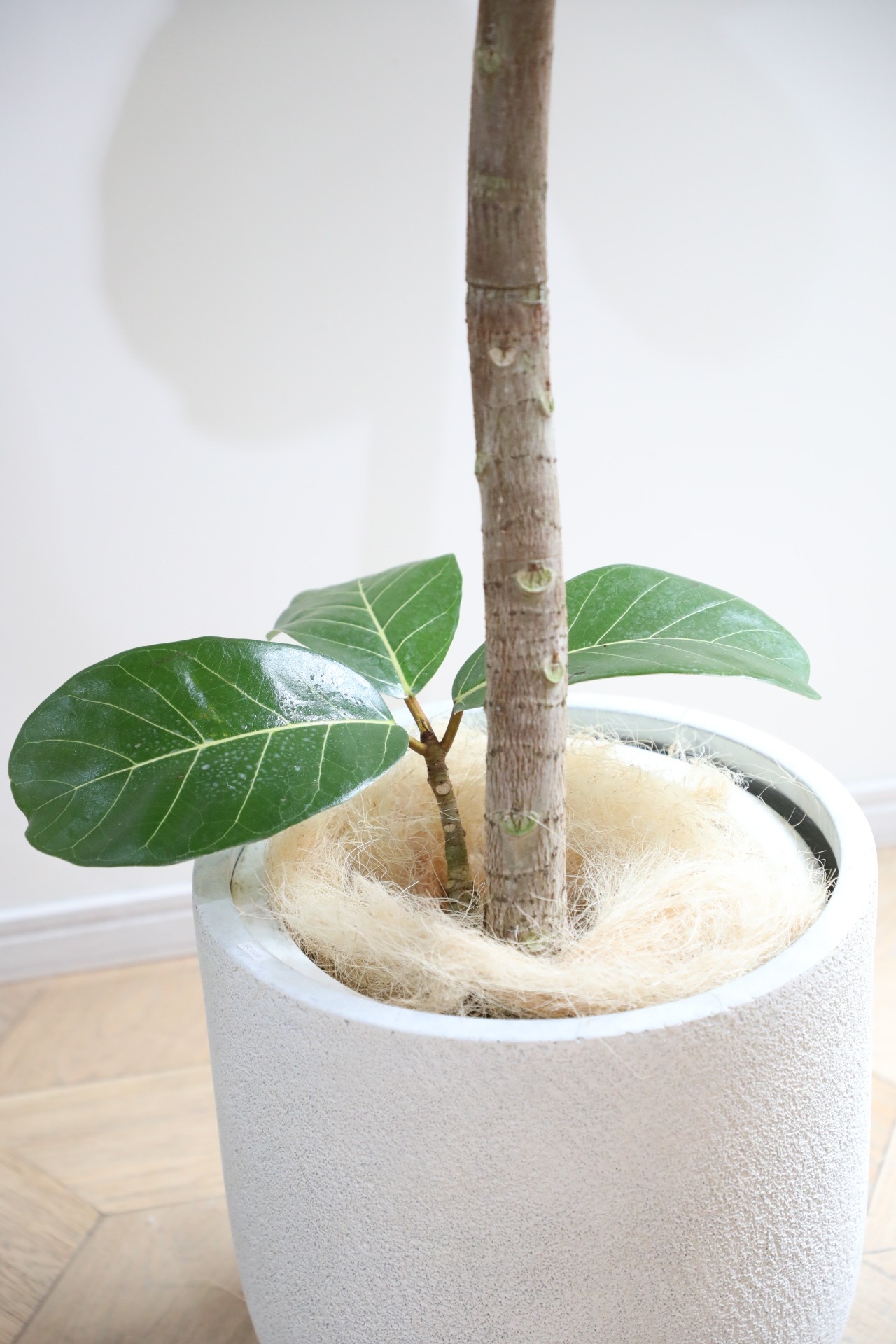 【都内近郊限定配送】【183cm】フィカス アフリカンプリンス/Ficus African Prince ※陶器鉢カバー別