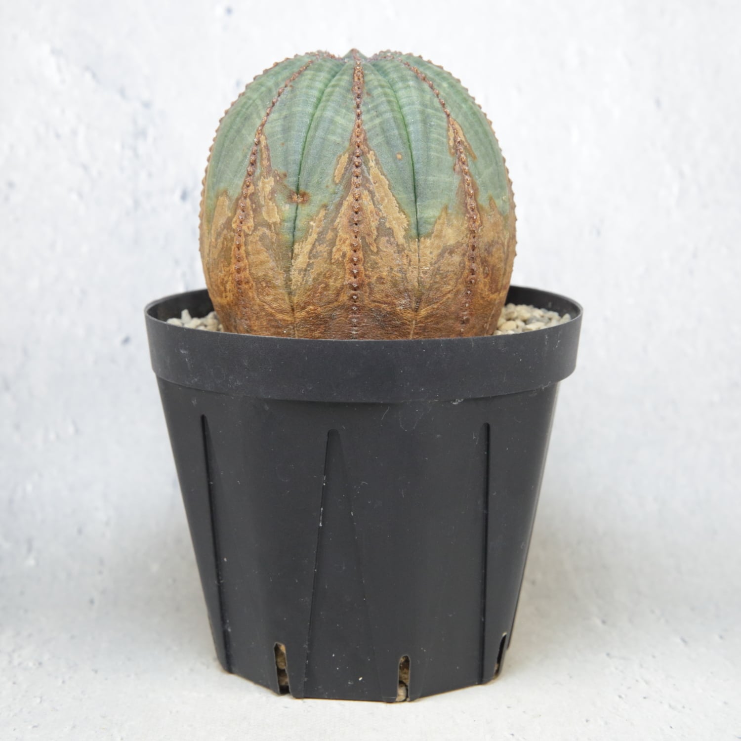 超美模様 木質化 オベサ / ユーフォルビア | LIGHTHOUSE.PLANTS - 海外