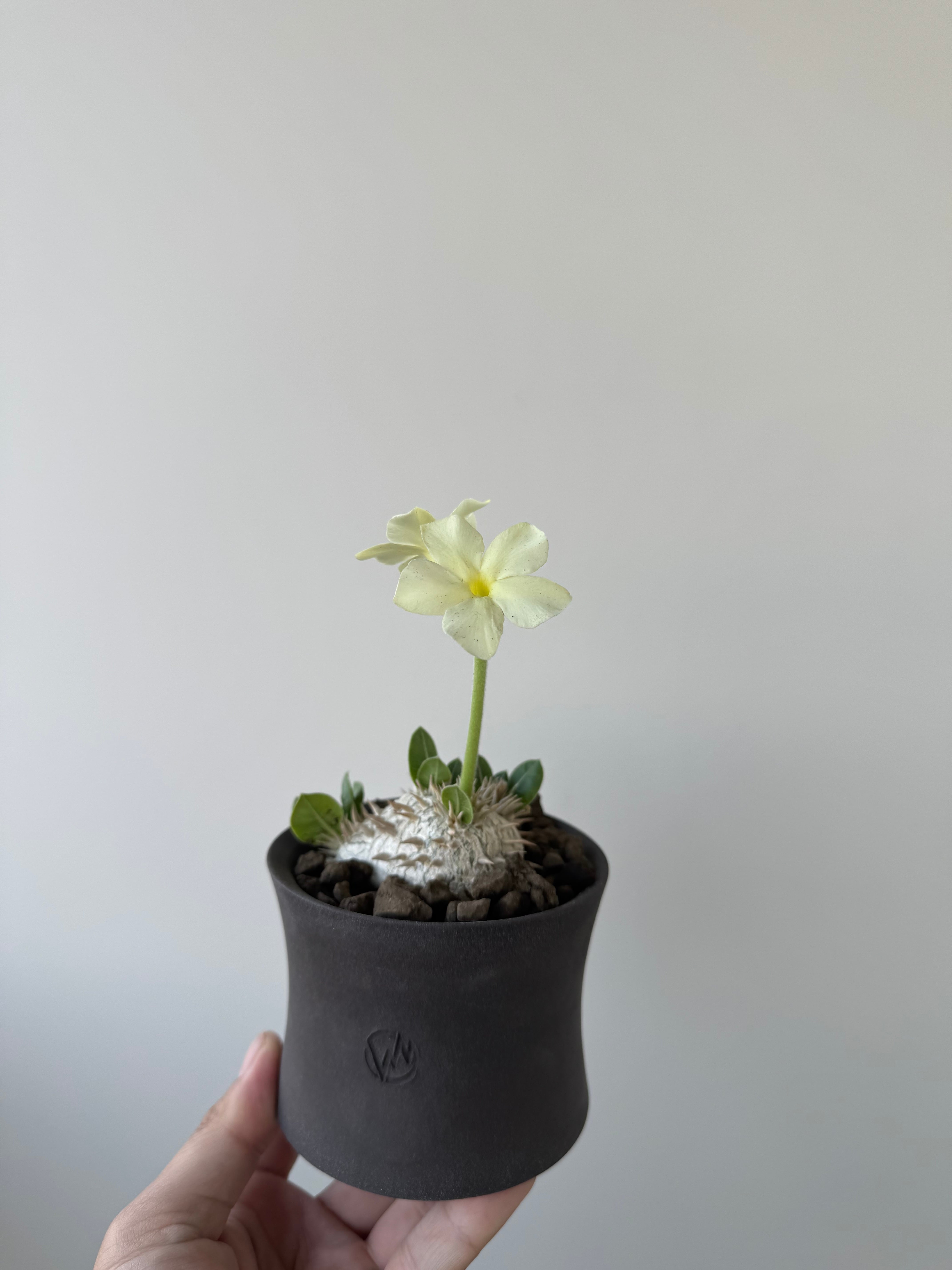 新着】Pachypodium brevicaule var.leucoxanthum × VALIEM GHOST【白花