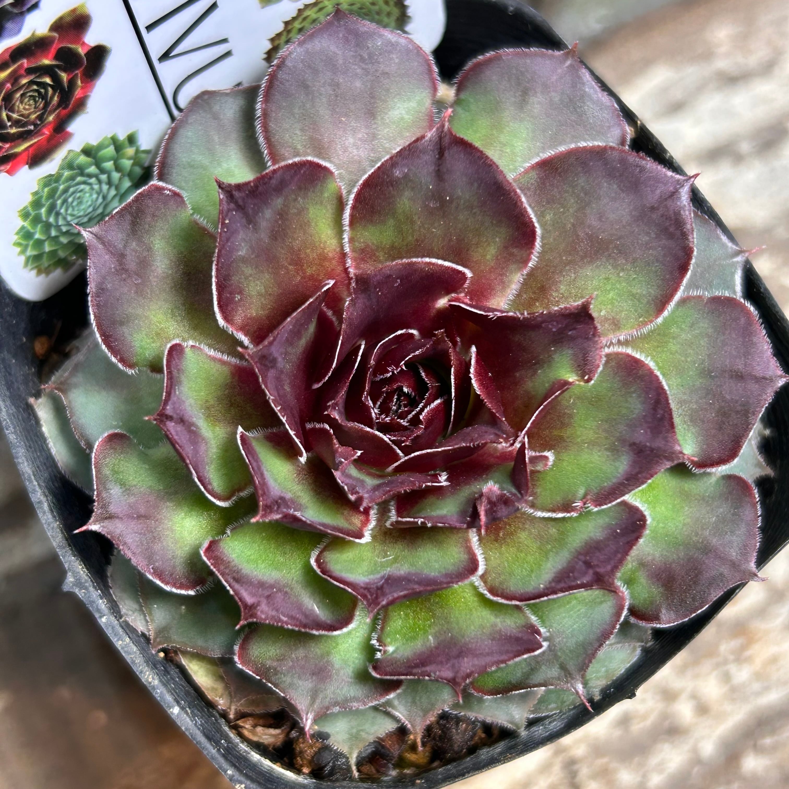 センペル | RuPo 多肉植物専門店