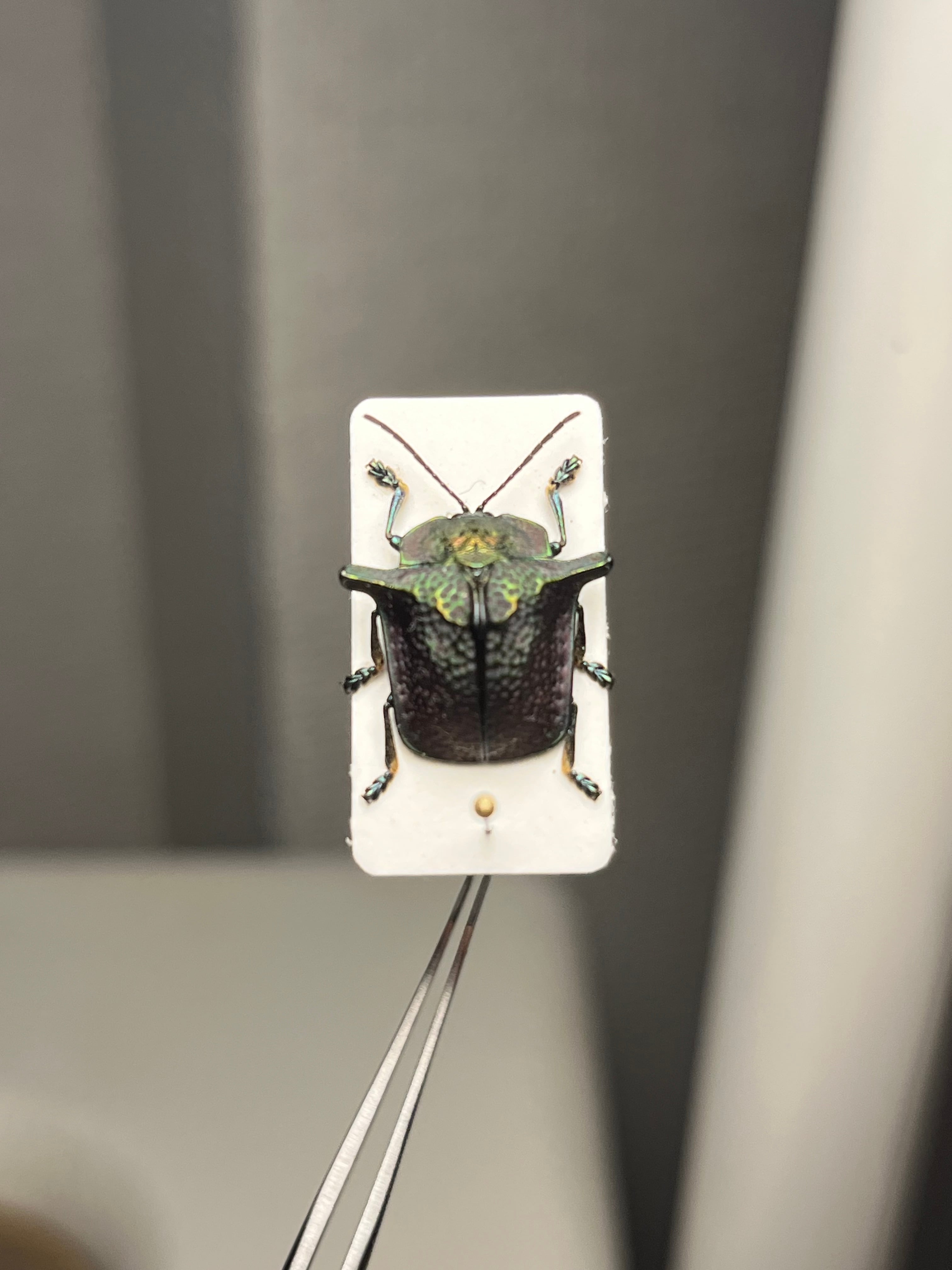 ペルーのカタトゲブローチハムシ 標本甲虫タマムシスハンダエ