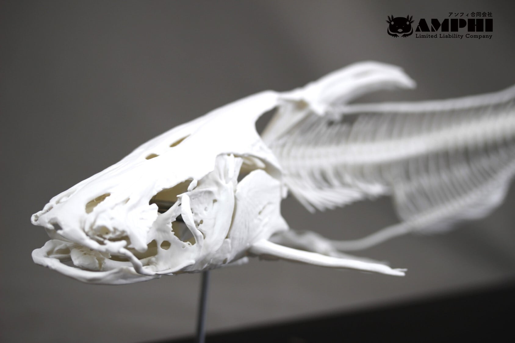 可動式】クマタカ 縮小全身骨格レプリカ【movable type】Mountainhawk