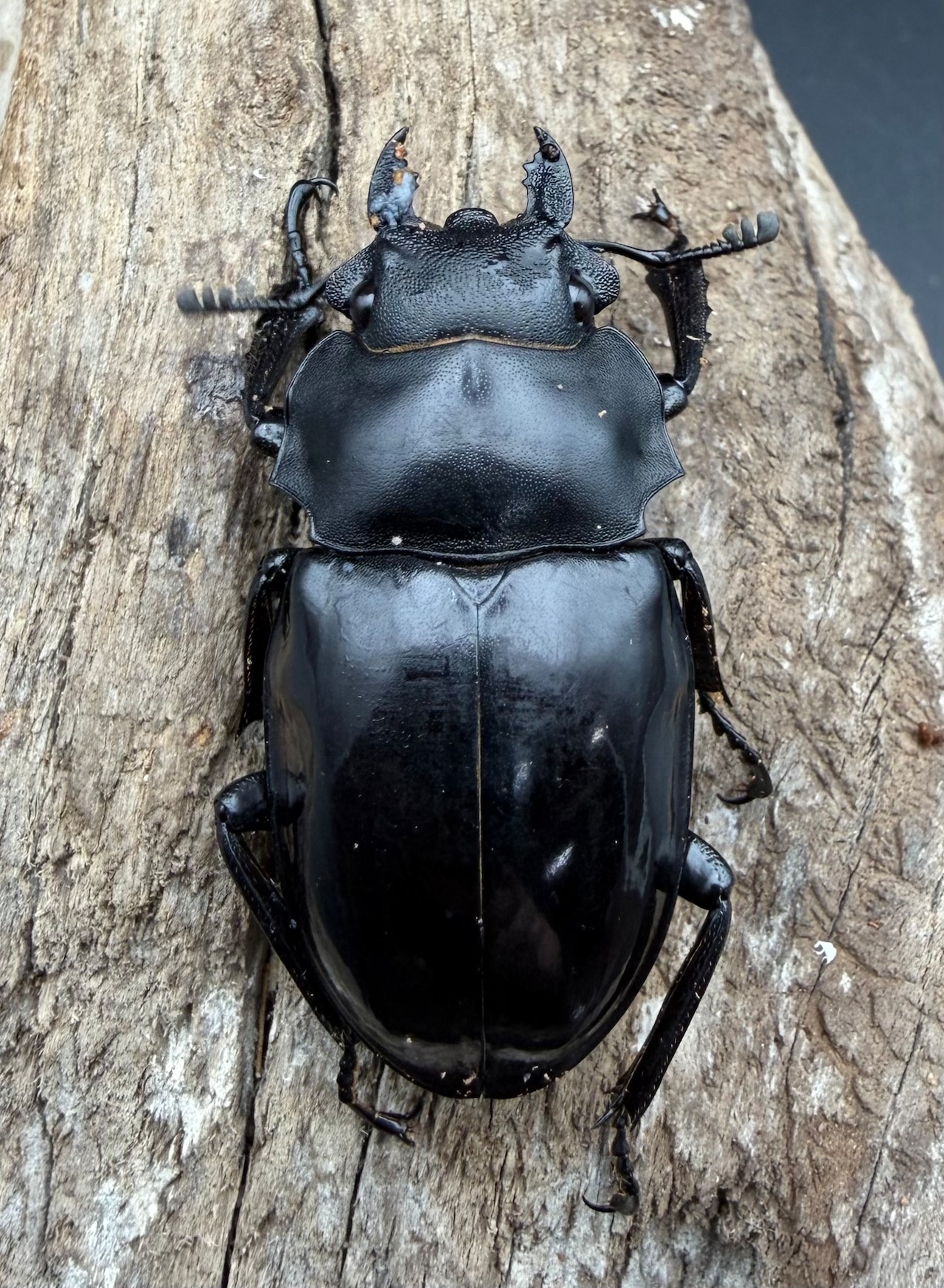 【WD】《ベリコサツヤクワガタ 72mm ペア》