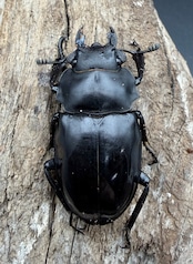 【WD】《ベリコサツヤクワガタ 72mm ペア》