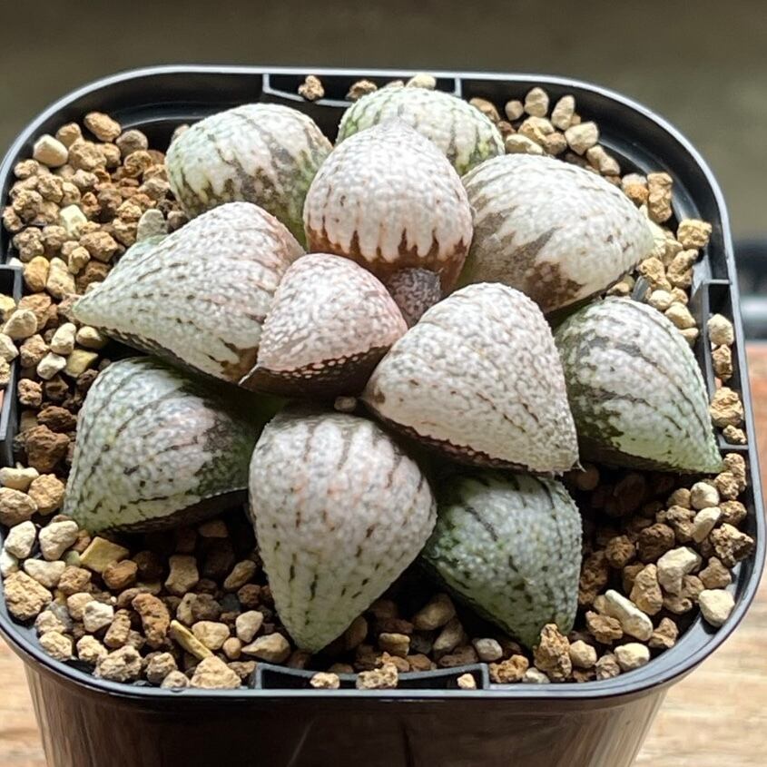 ハオルチア 狼牙 ハオルチア 狼牙