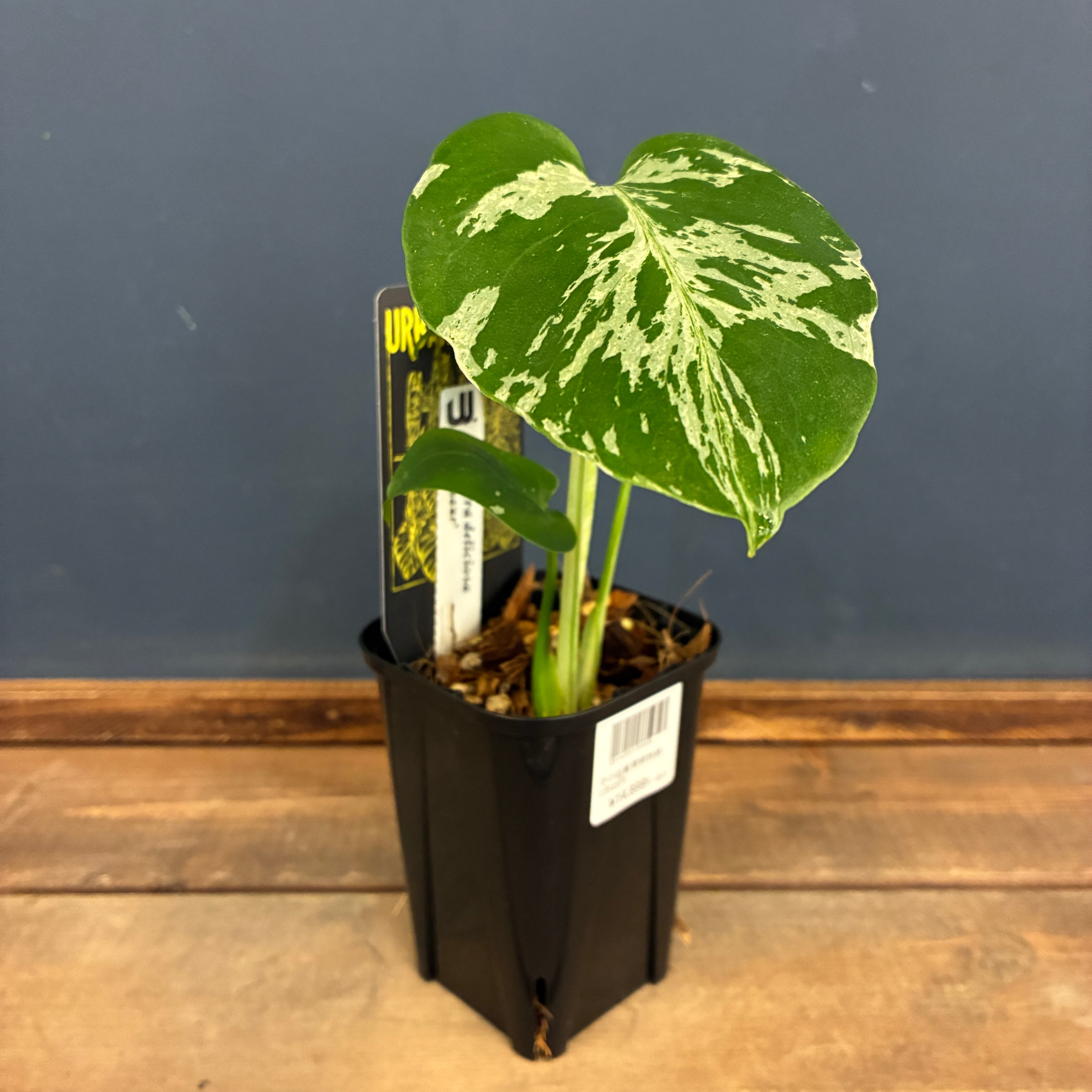 観葉植物 | PROTOLEAF プロトリーフ