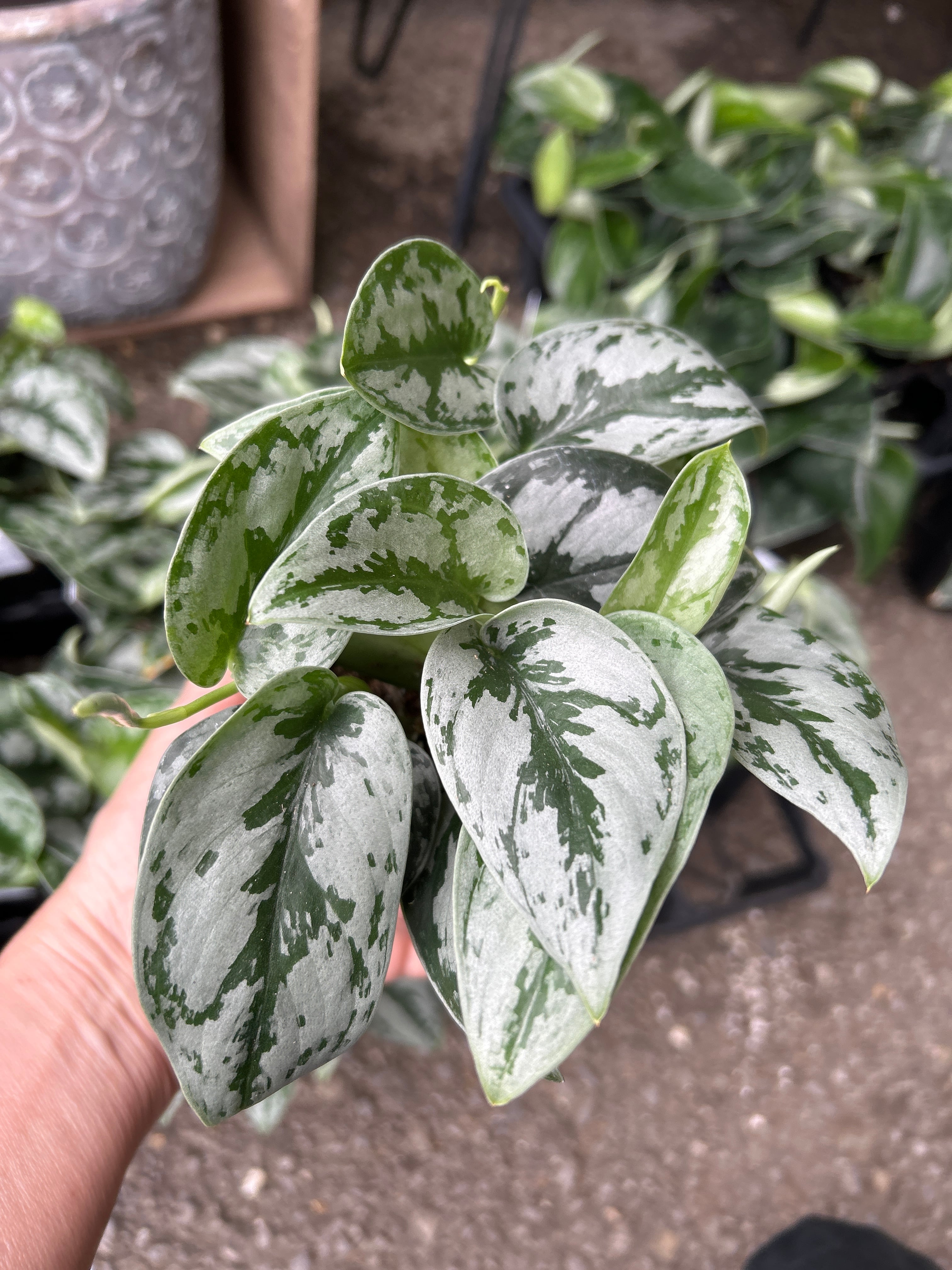 C モンステラ バルバソー | MIDORIYA 観葉植物専門店