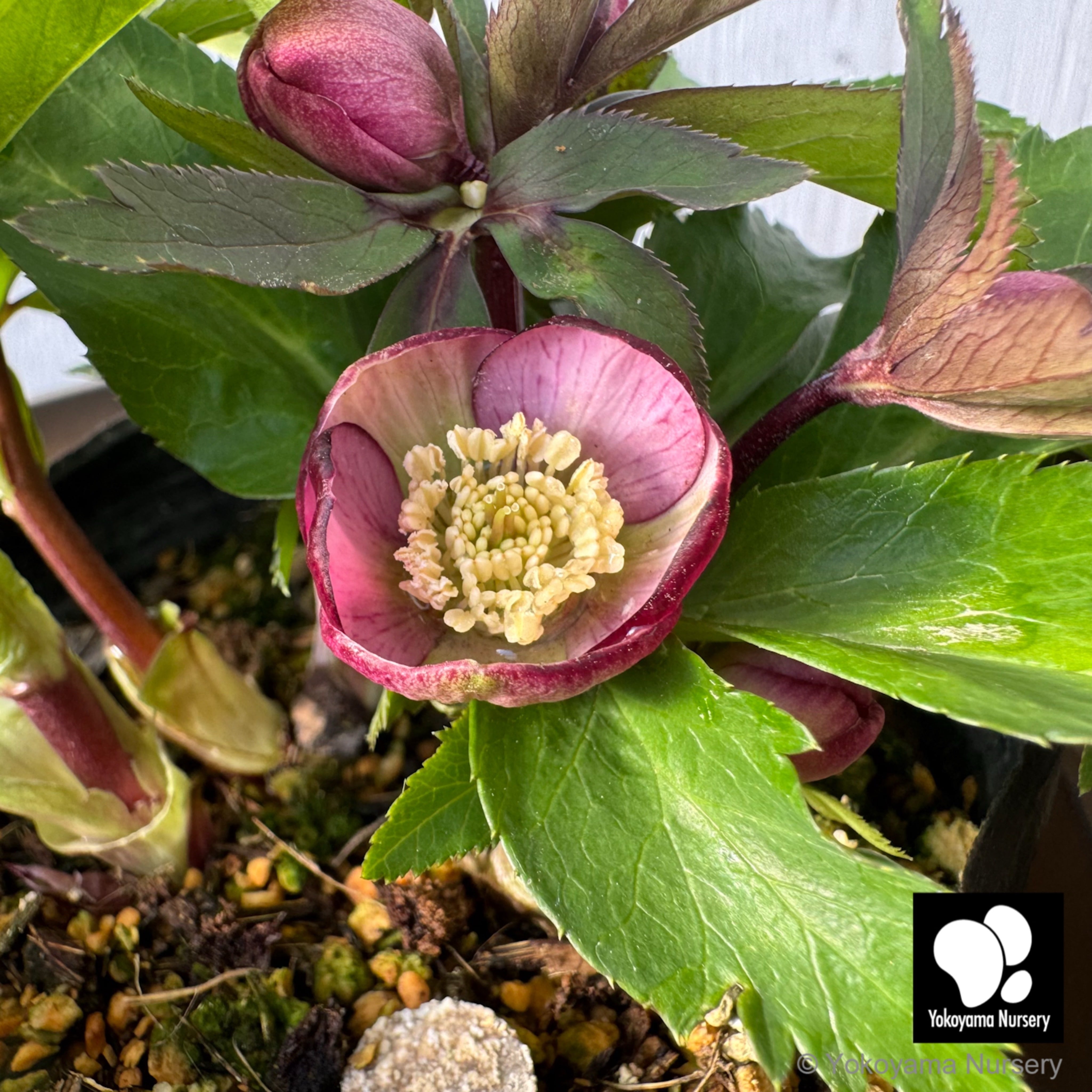 クリスマスローズ　横山園芸　ベビードール 抽選販売】［20］ クリスマスローズ ベビードール バイカラー 4.5号