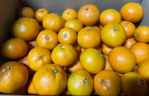 訳あり家庭用　みかん6.5㎏（75個〜80個
