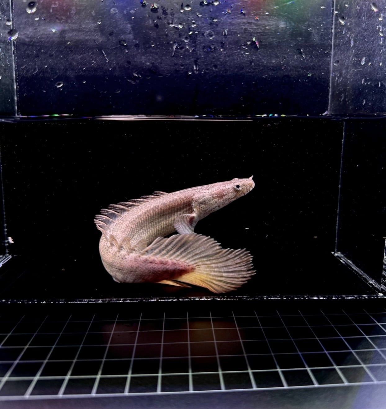 トゥルカナ・ビキールビキール・ワイルドF1❶ | THE AQUARIUM ISE