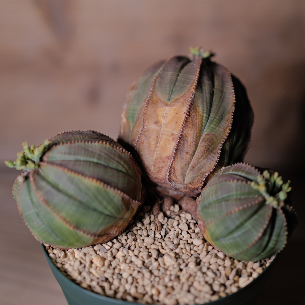 オス株 超大株 最大幅約 14.3cm トリプルヘッド オベサ 