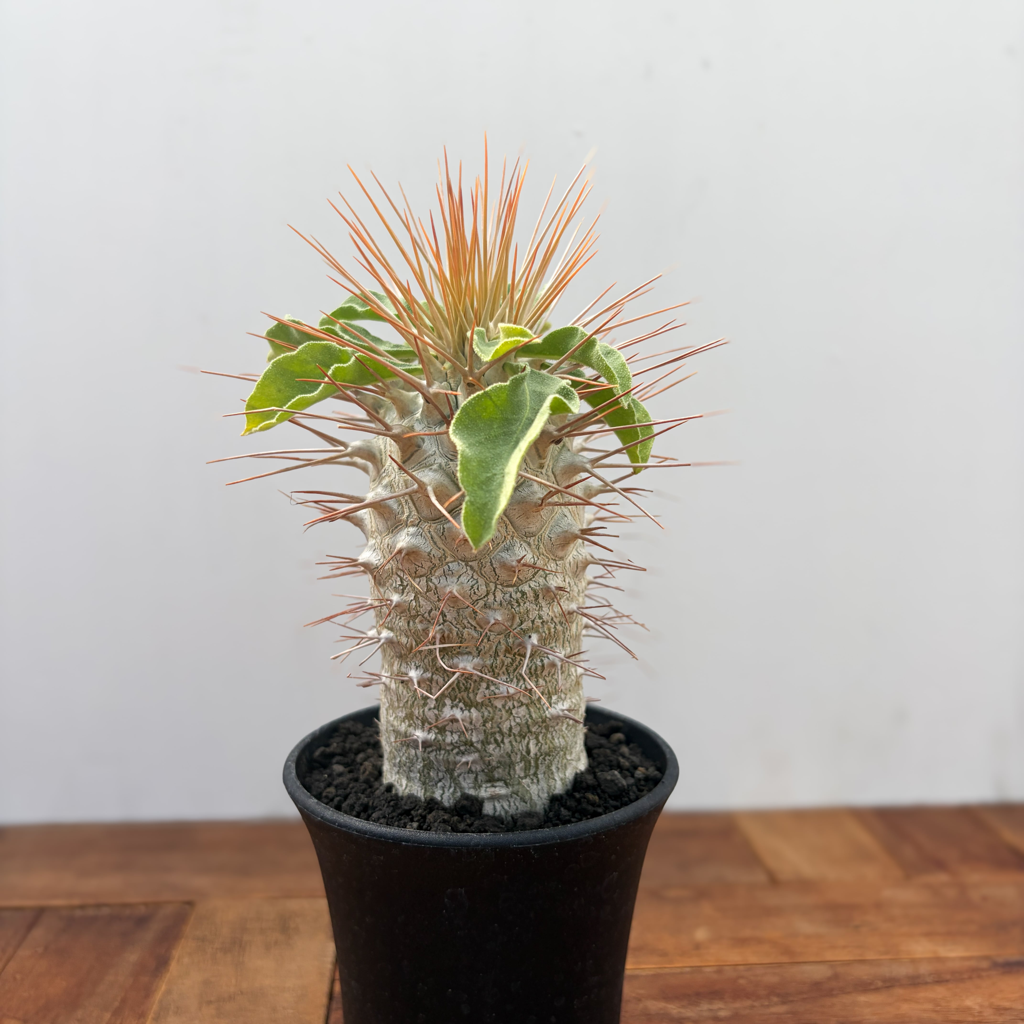 Pachypodium baronii【パキポディウム・バロニー・実生】 | RIMO'S