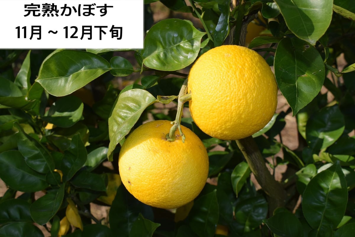 お徳用・訳あり品】超便利な種無しかぼす約4kg | 大分宇佐かぼす