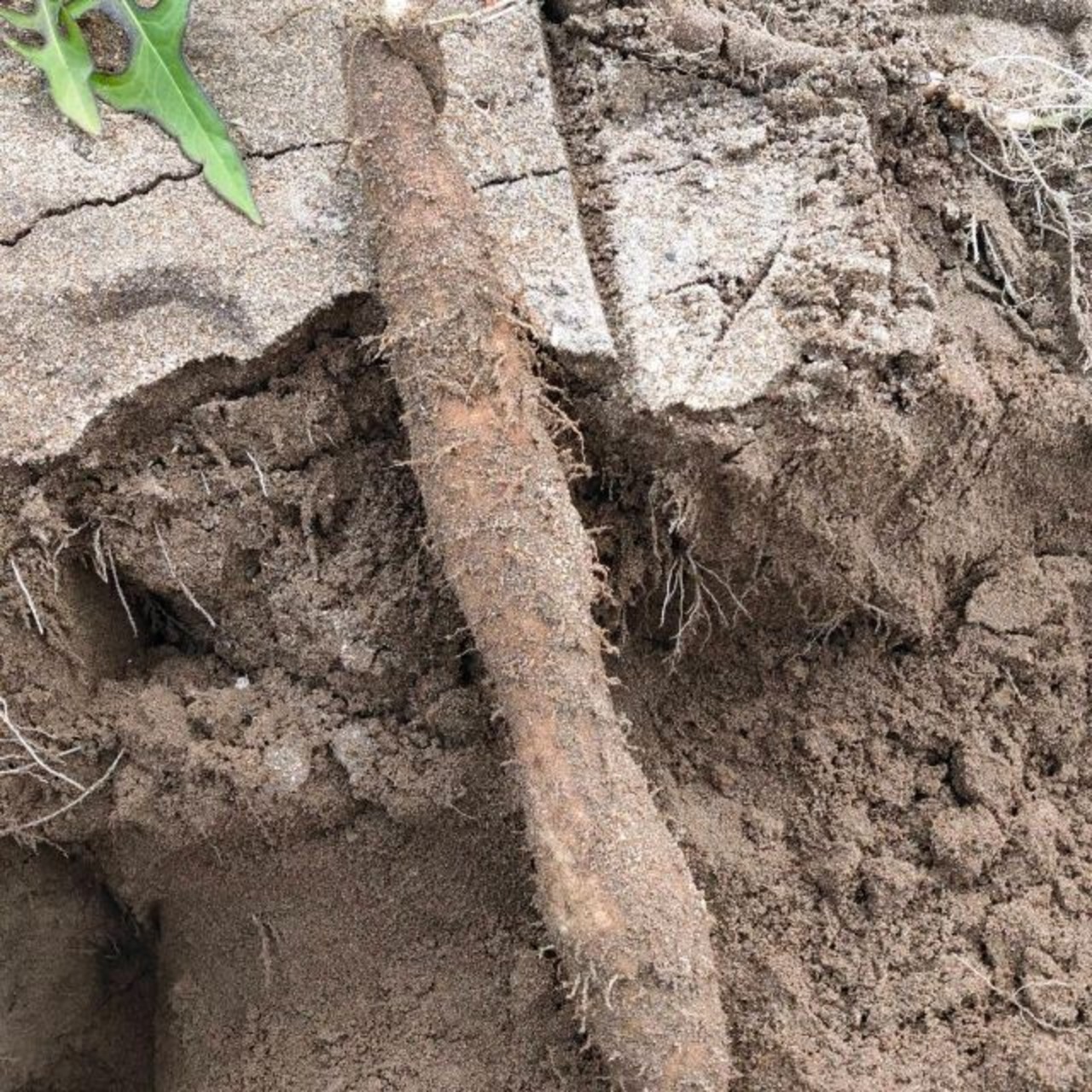 【鳥取県産】砂丘ながいも 1kg程度 長芋 とりたて ながいも